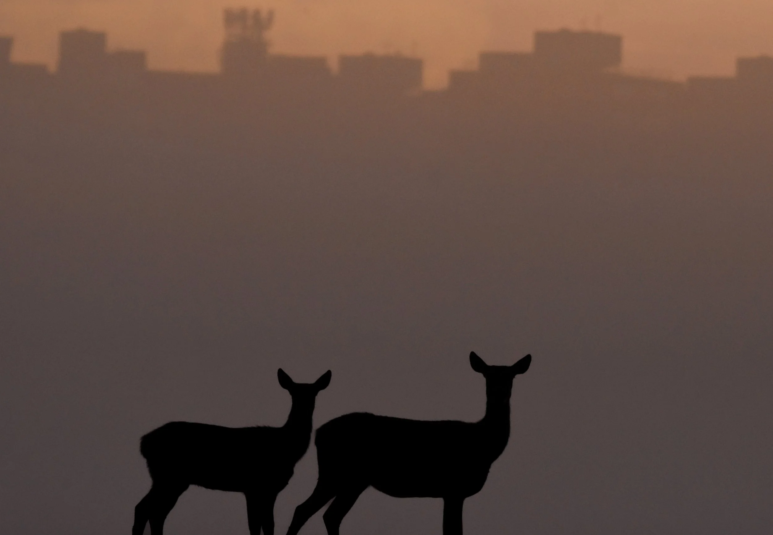 'First Light''.jpg