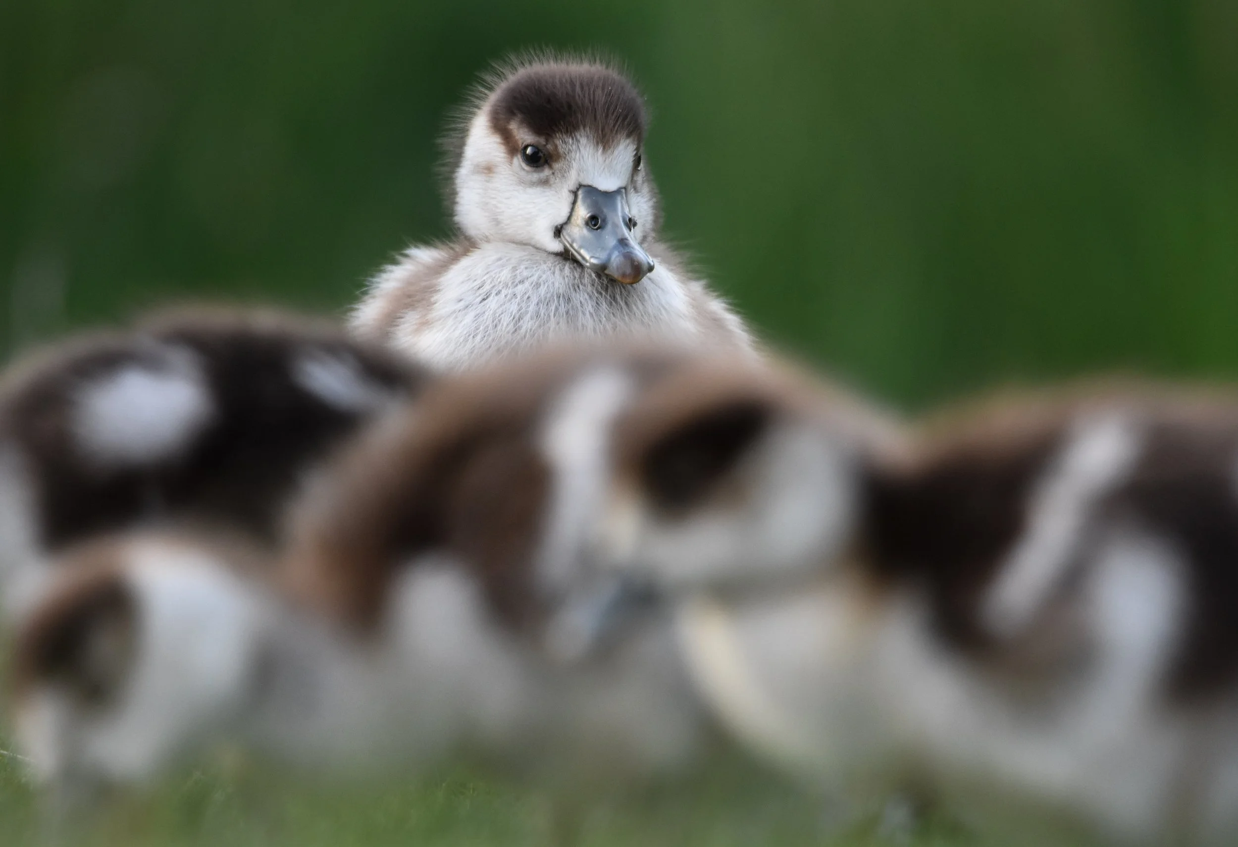 'The Job of the Eldest'.jpg