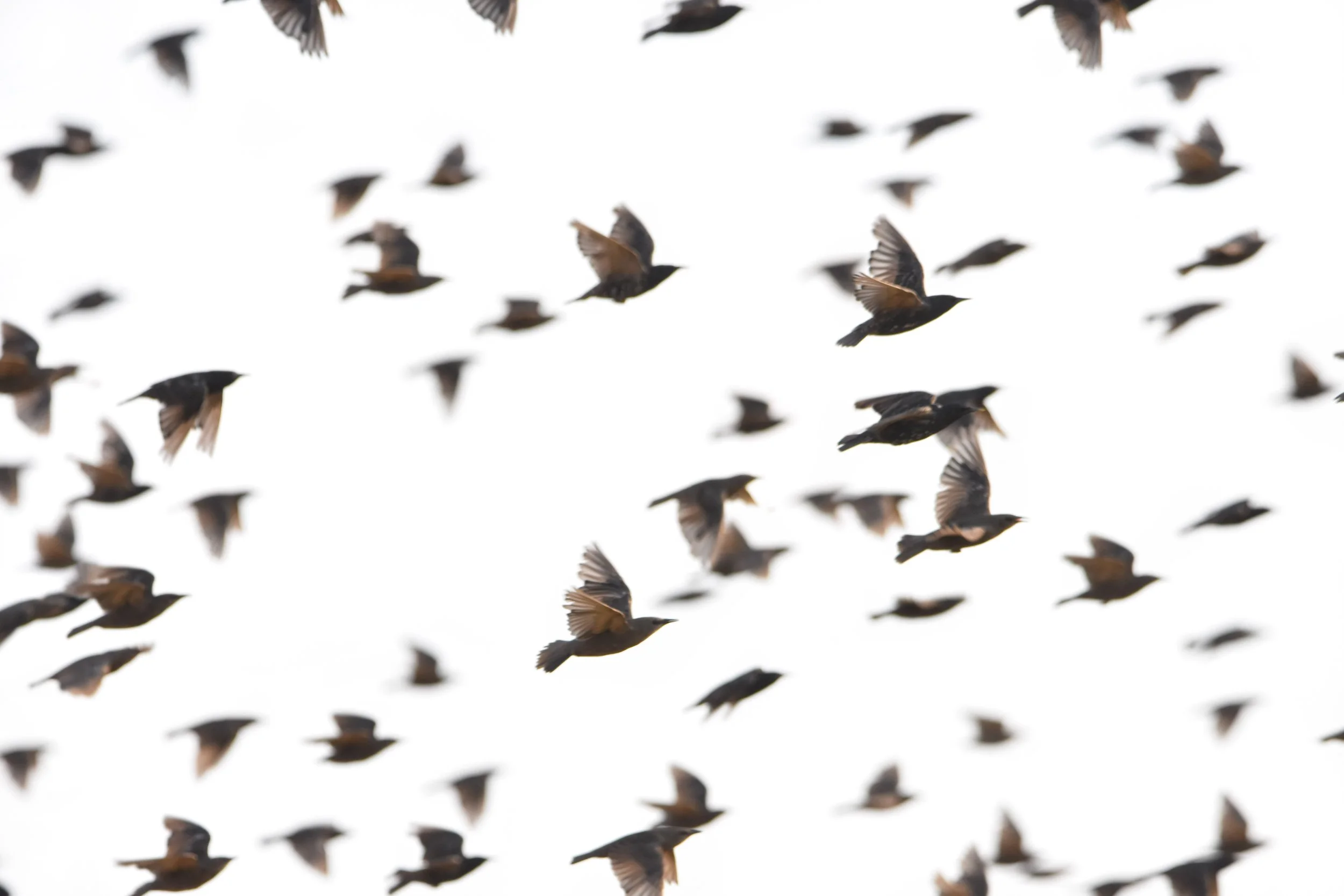 'A Sky of Starlings'.jpg