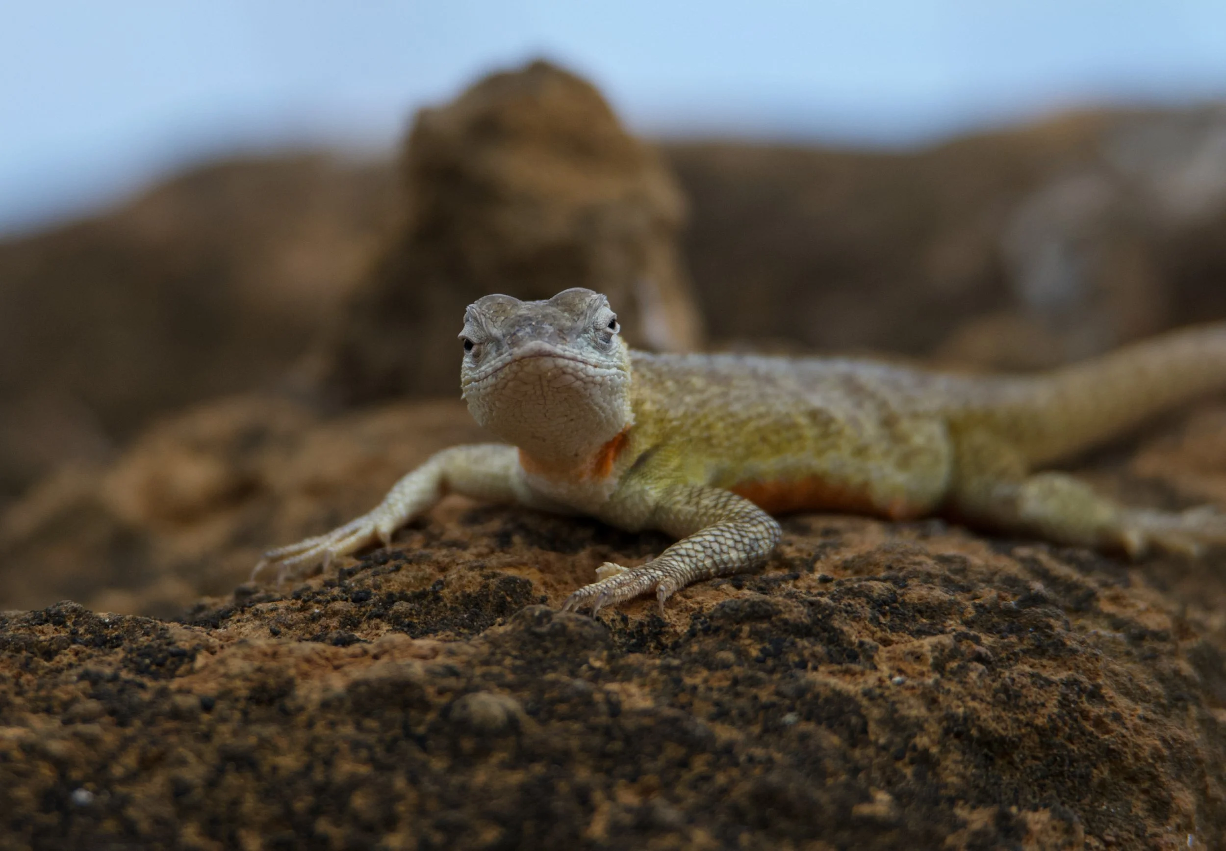 'A Small Lizard in a Big World'.jpg