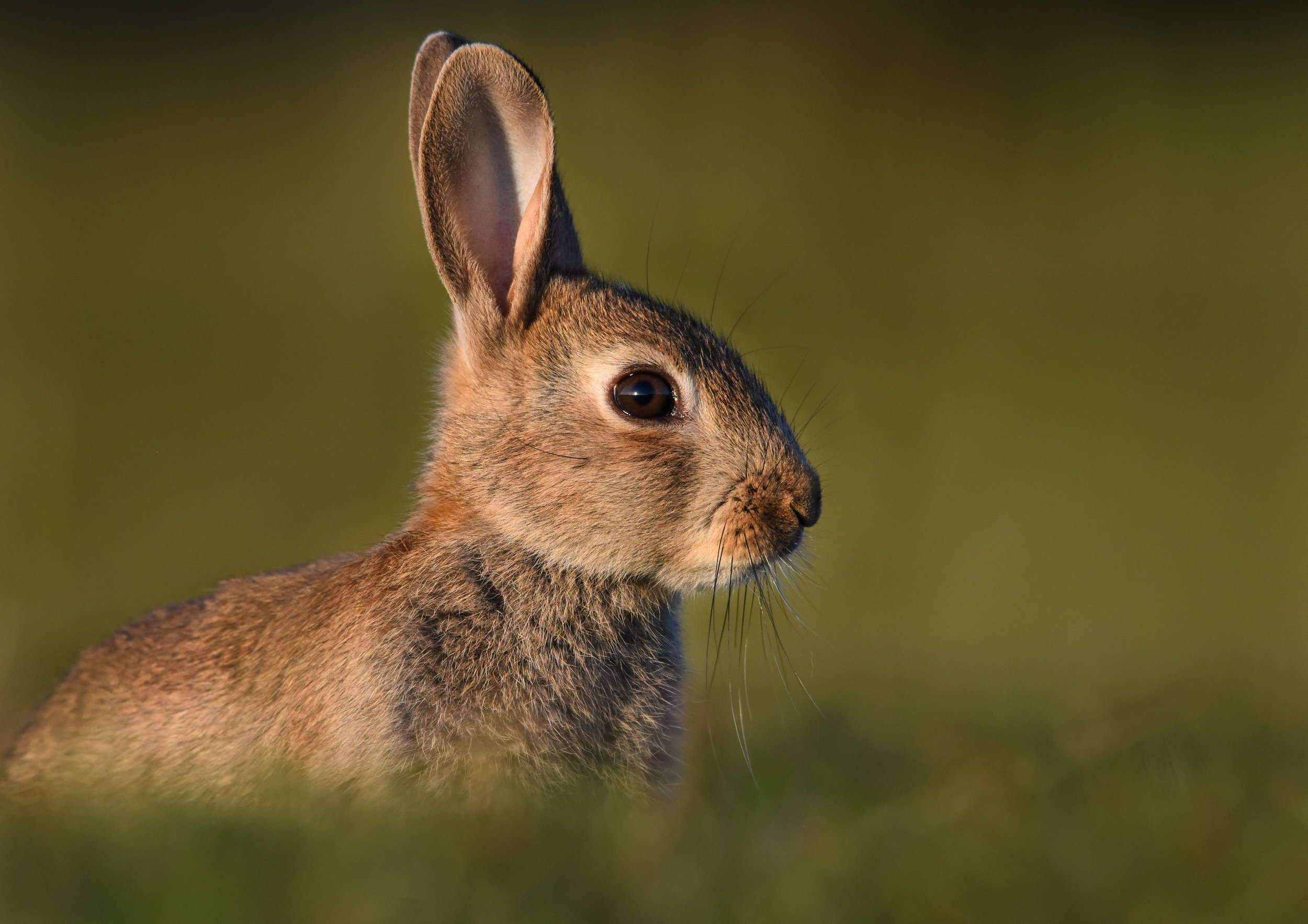 'Out for the Sunset'.jpg