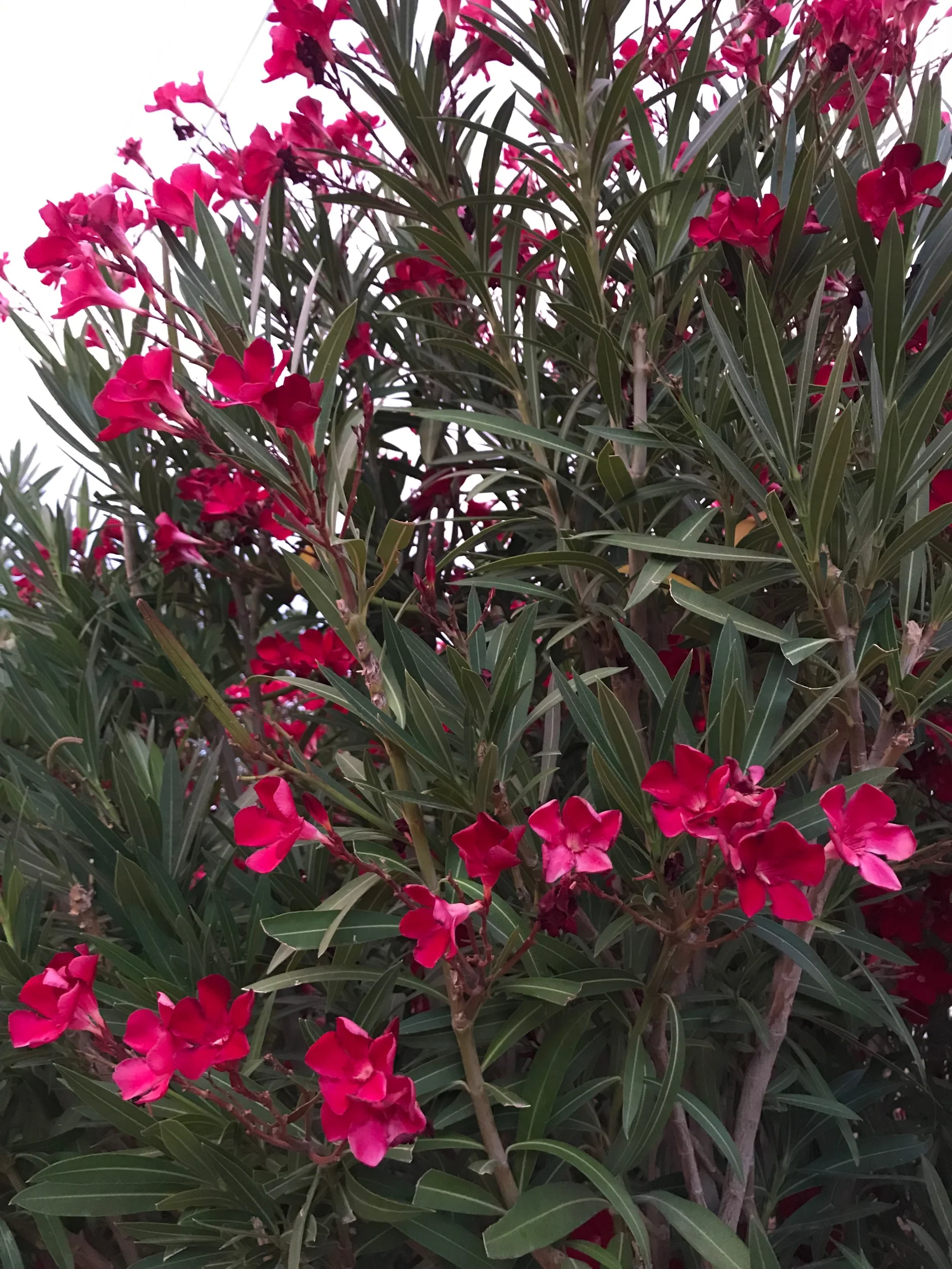 Flowers along the way