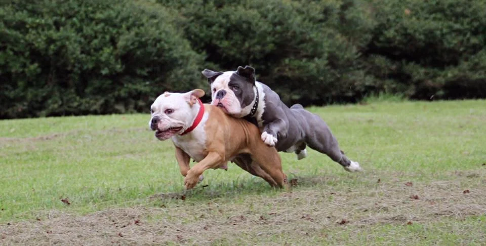 pacific bulldog breeders