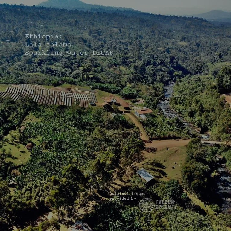 sidamo wrd.jpg