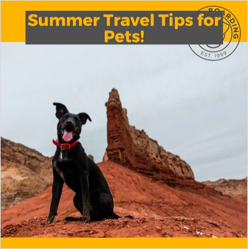 Summer-Travel-Tips-for-Pets.png