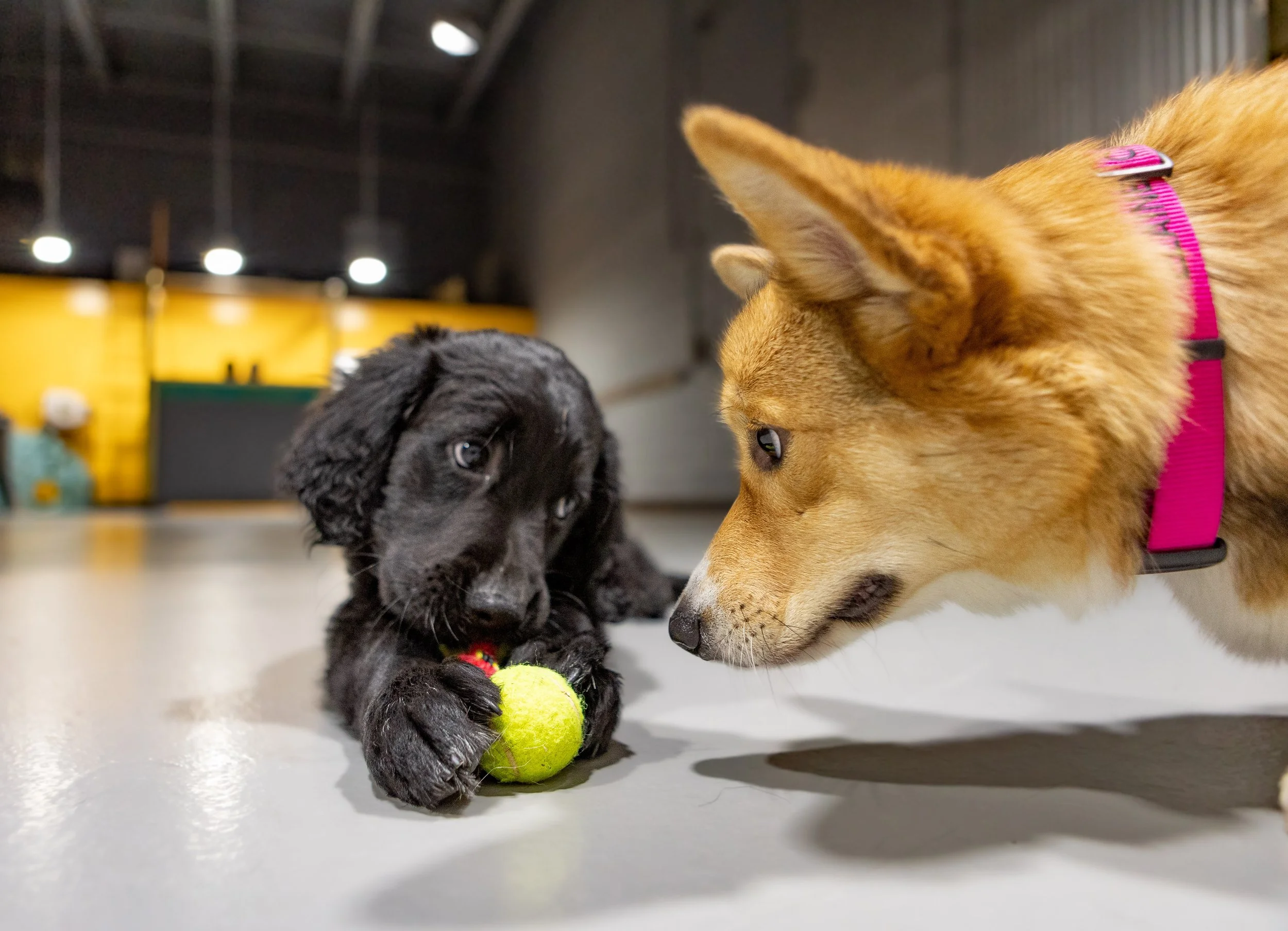 Understanding the Importance of Puppy Training
