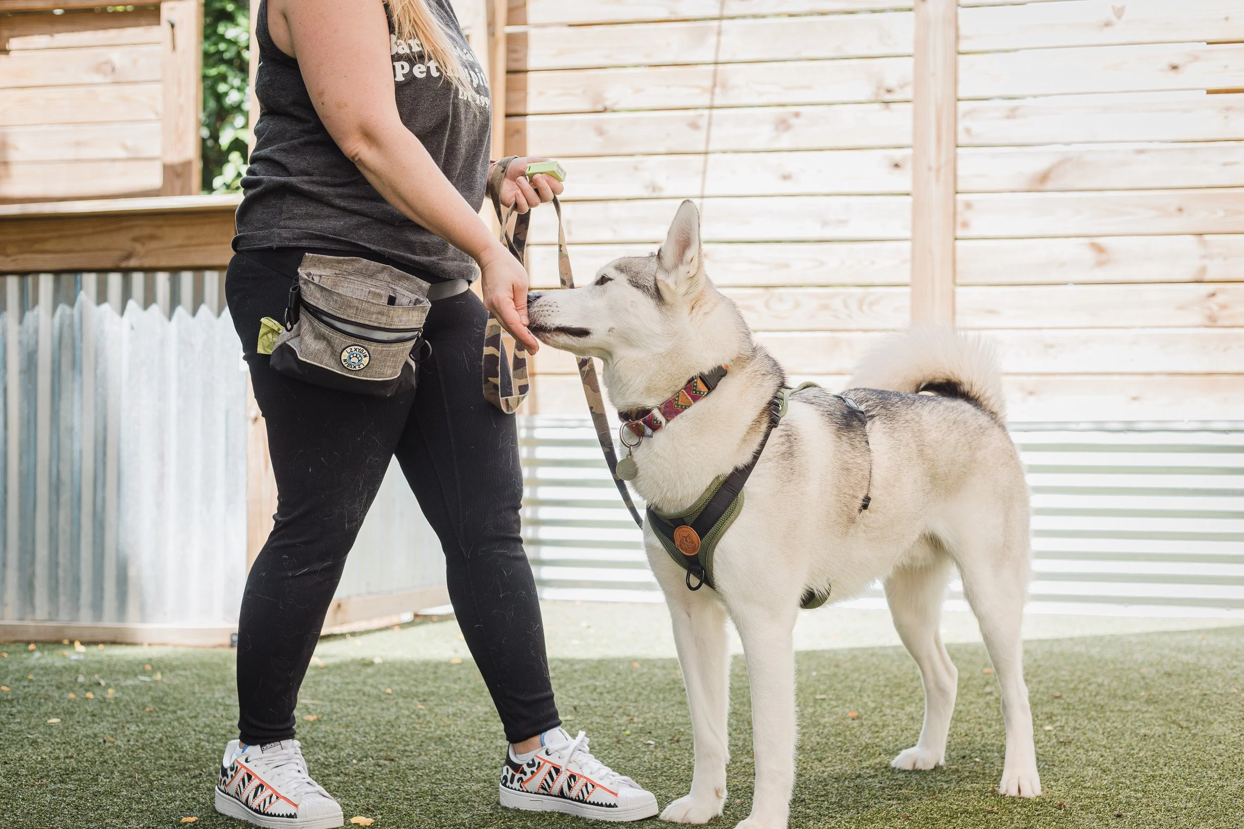 8 Essential Puppy Training Tips for Success