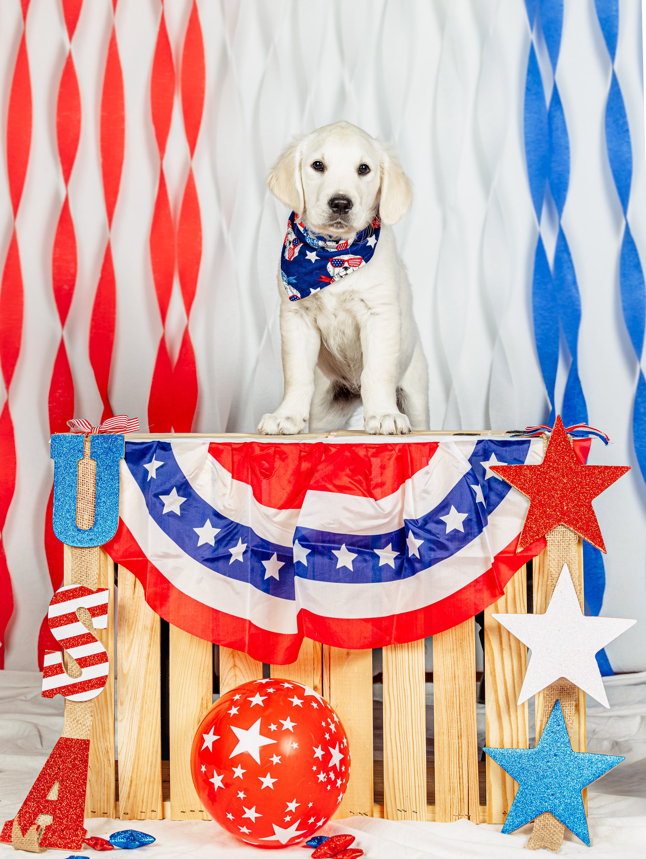 Dos and Don’ts of Safely Celebrating Fourth of July With Your Dog