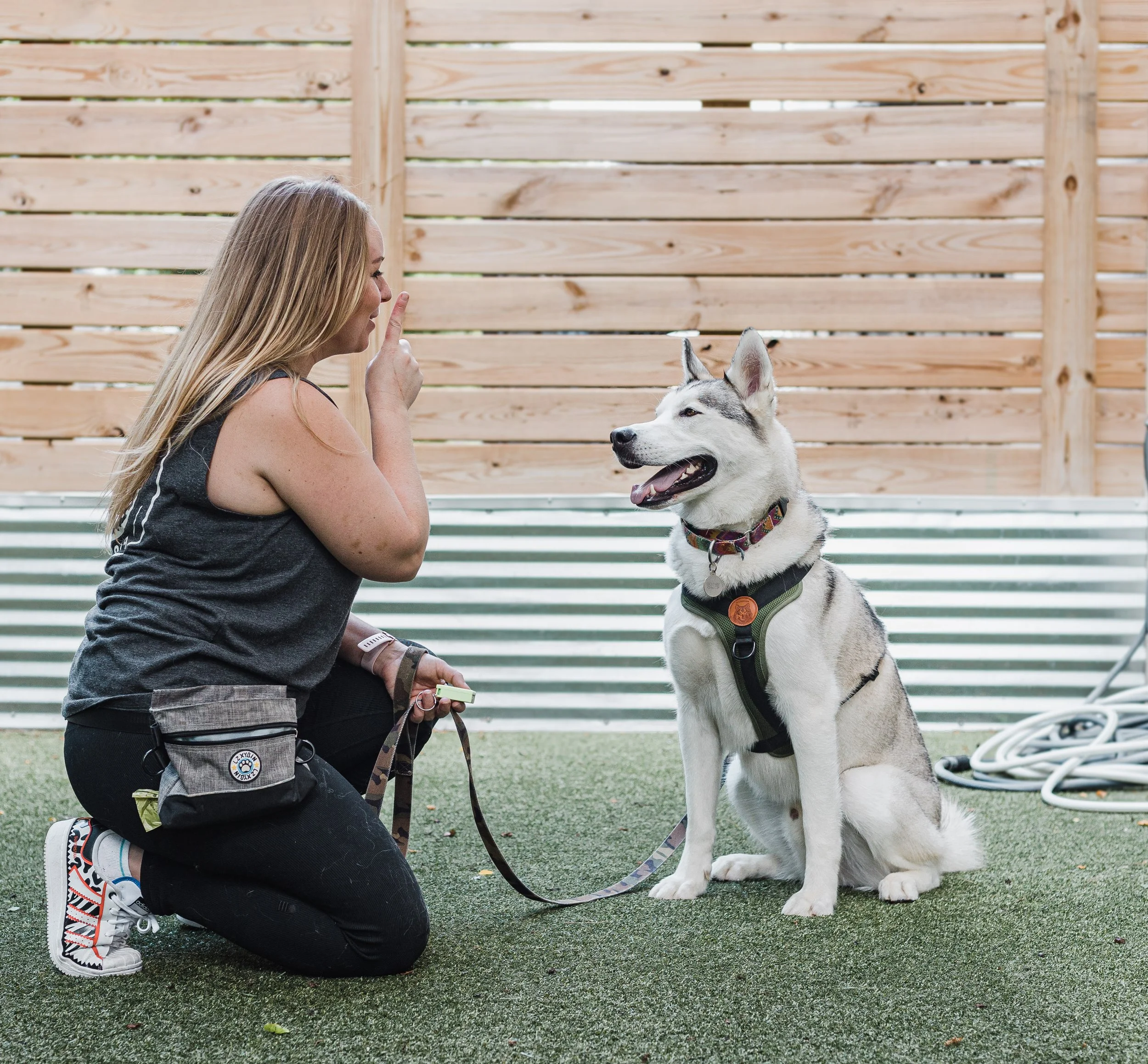 Why Is My Dog Barking? Tips For Managing Excessive Barking