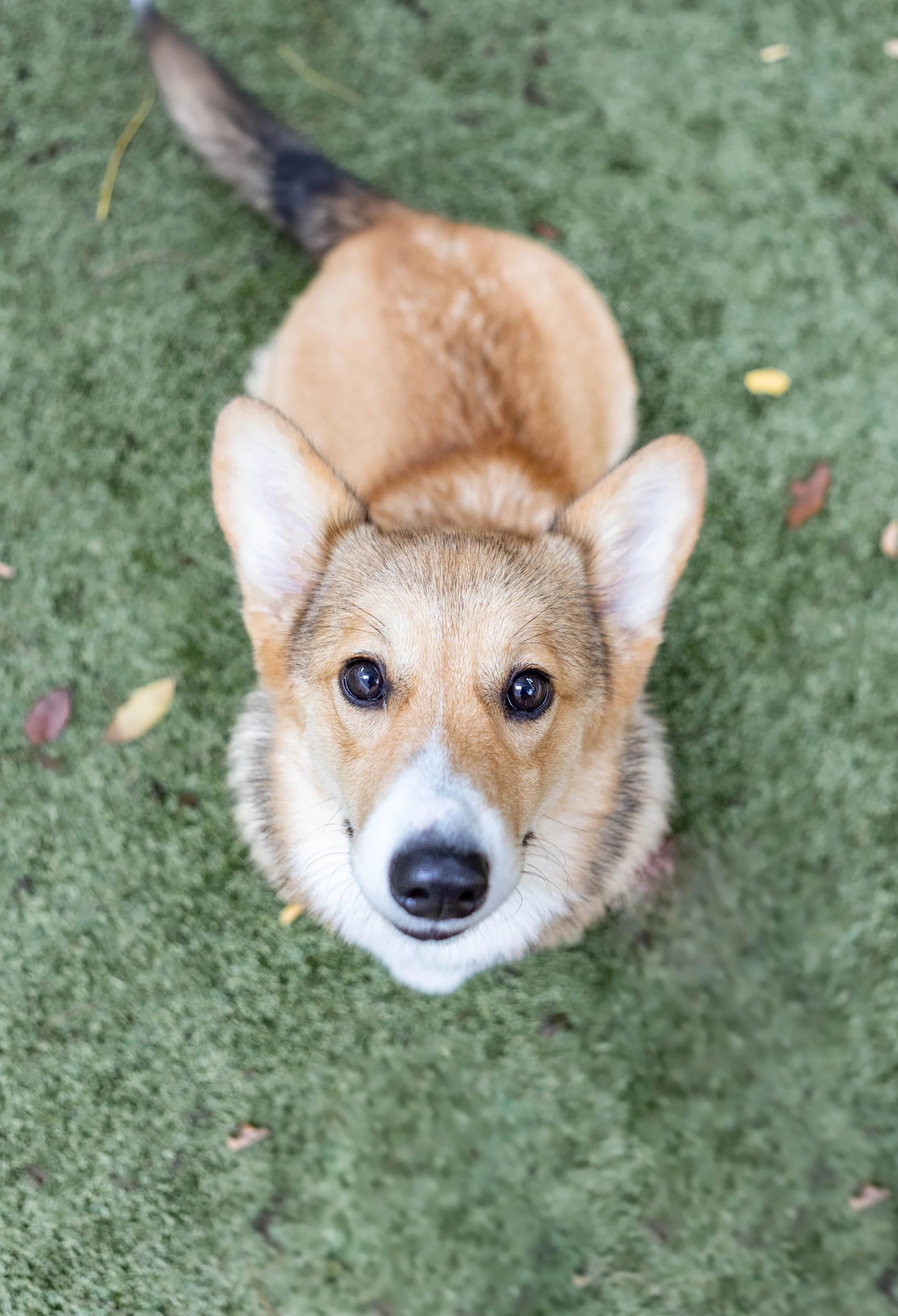The Benefits of the Canine Good Citizen Test (CGC)