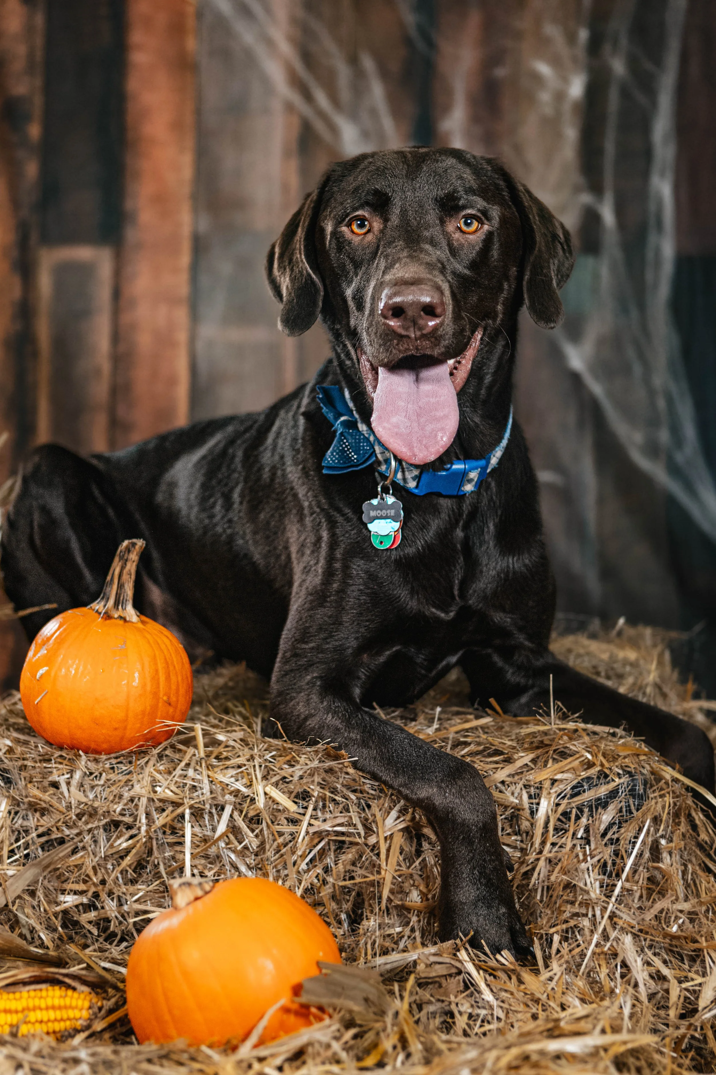 How The Changing Weather May Be Affecting Your Dog