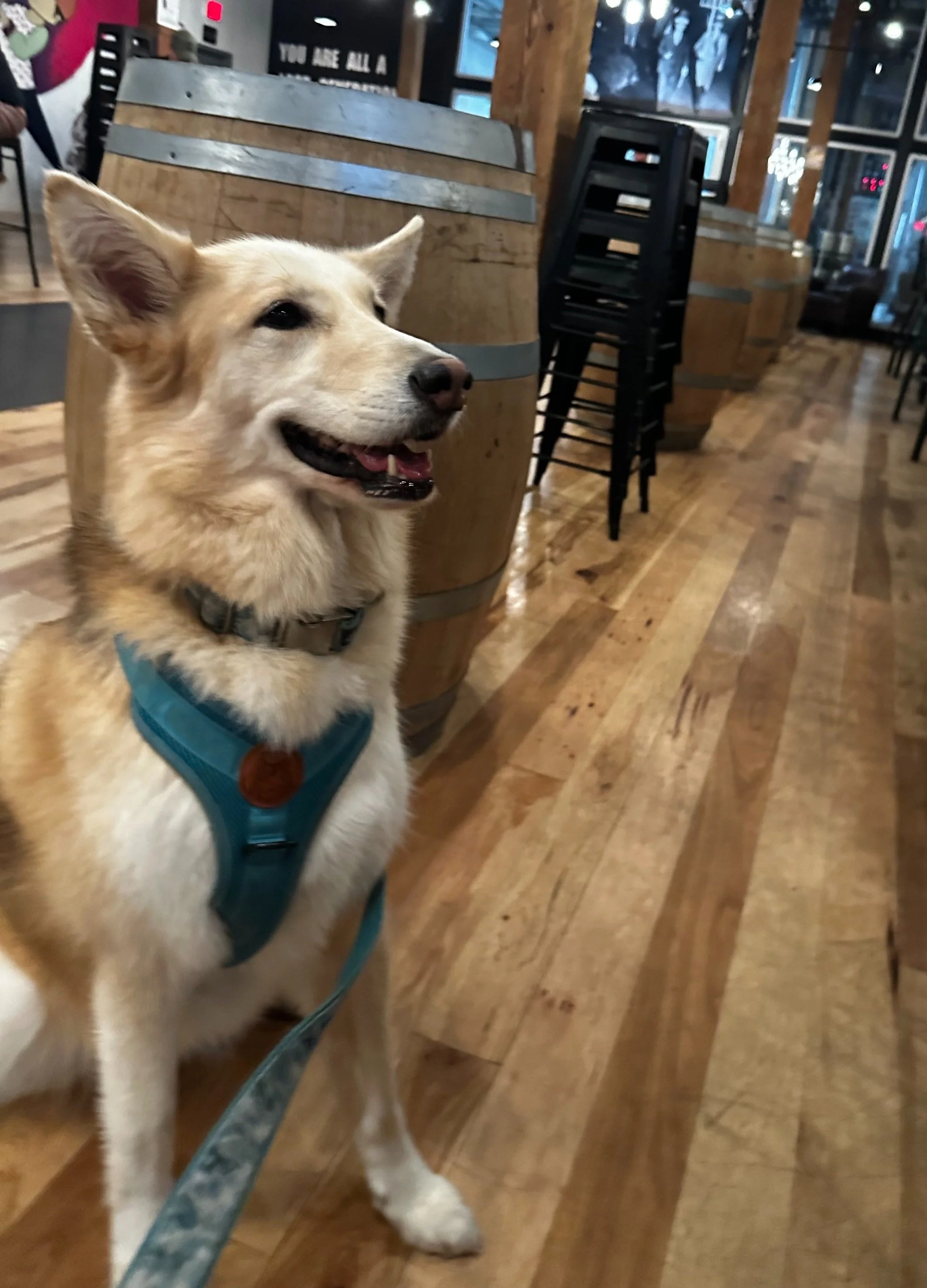 Dog-Friendly Events This October Near Washington D.C.