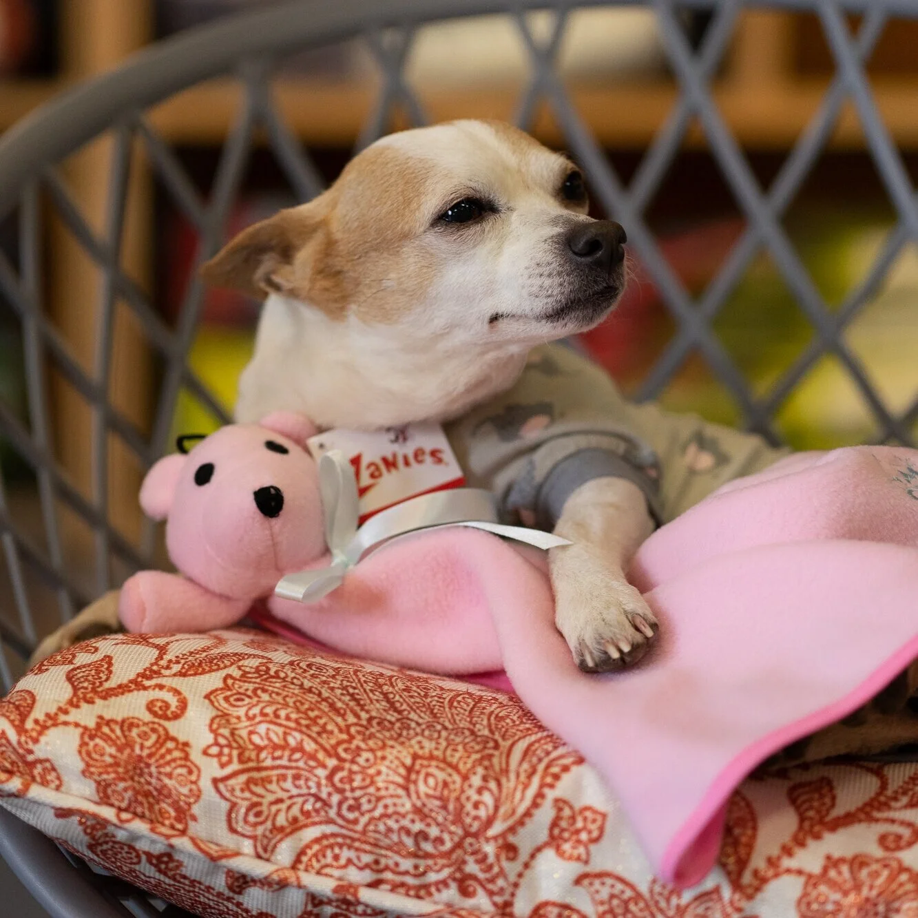 Doggie+Pajamas