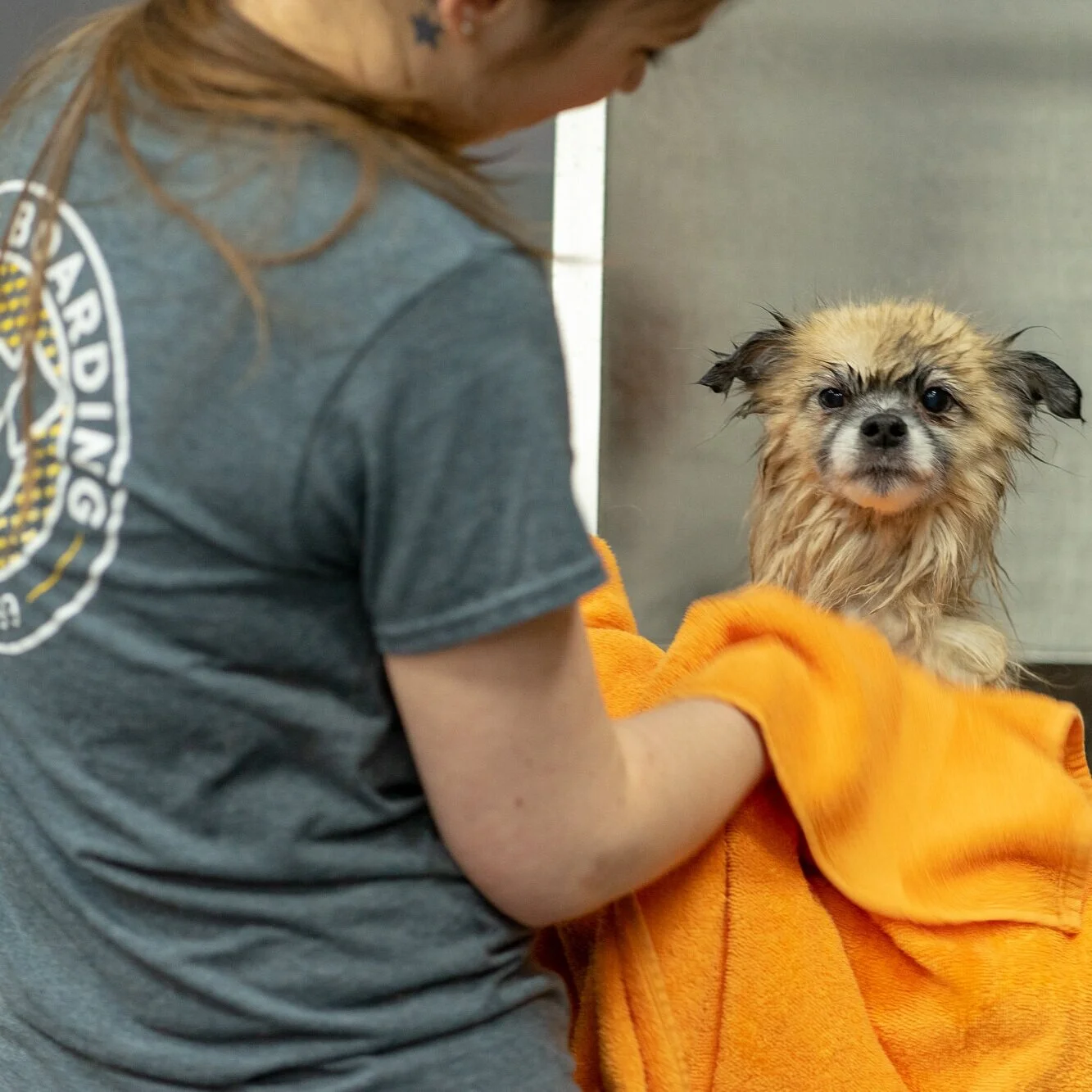 Dog+Groom