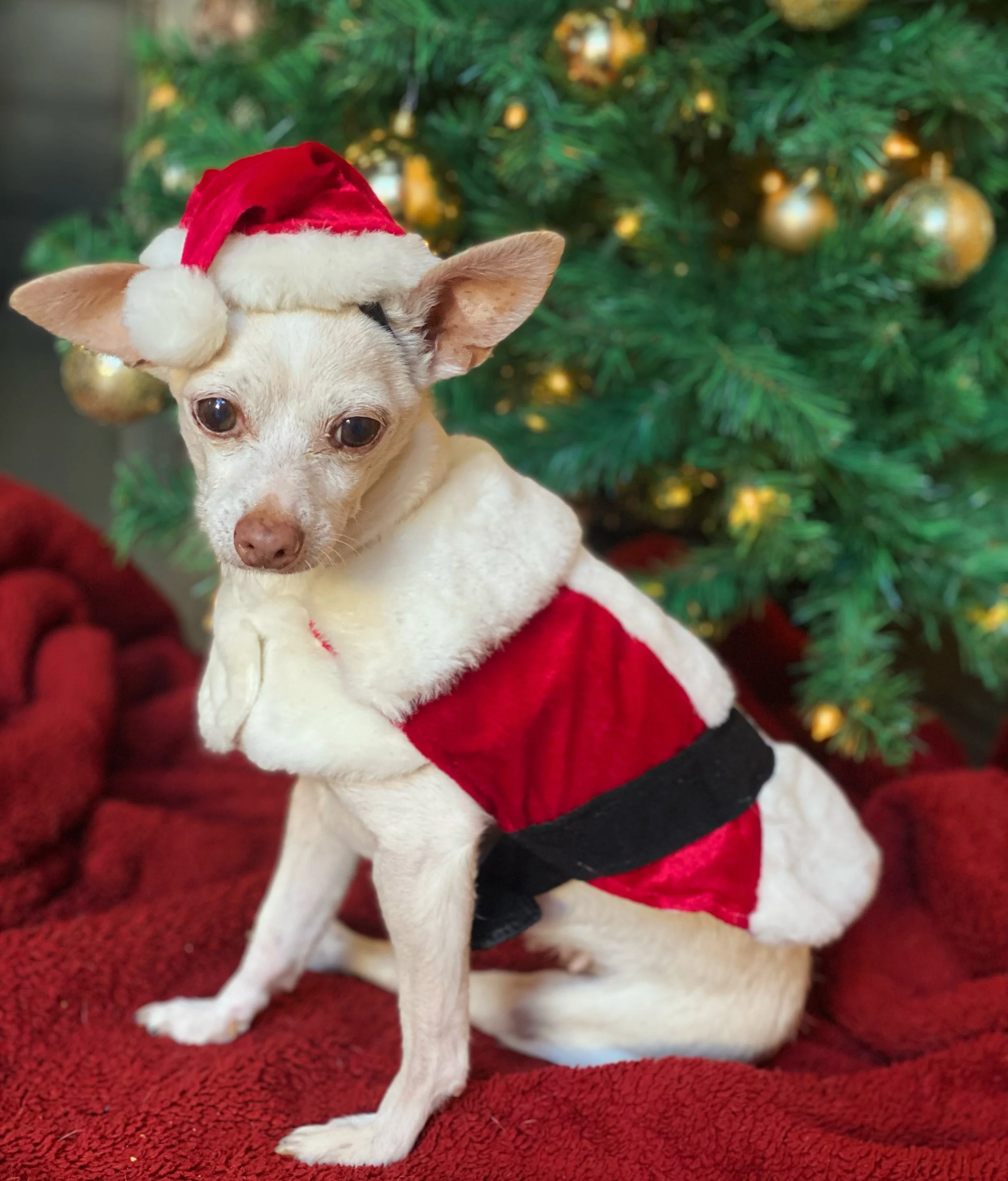 Homemade Holiday Dog Treats: No-Bake Coconut Snowballs