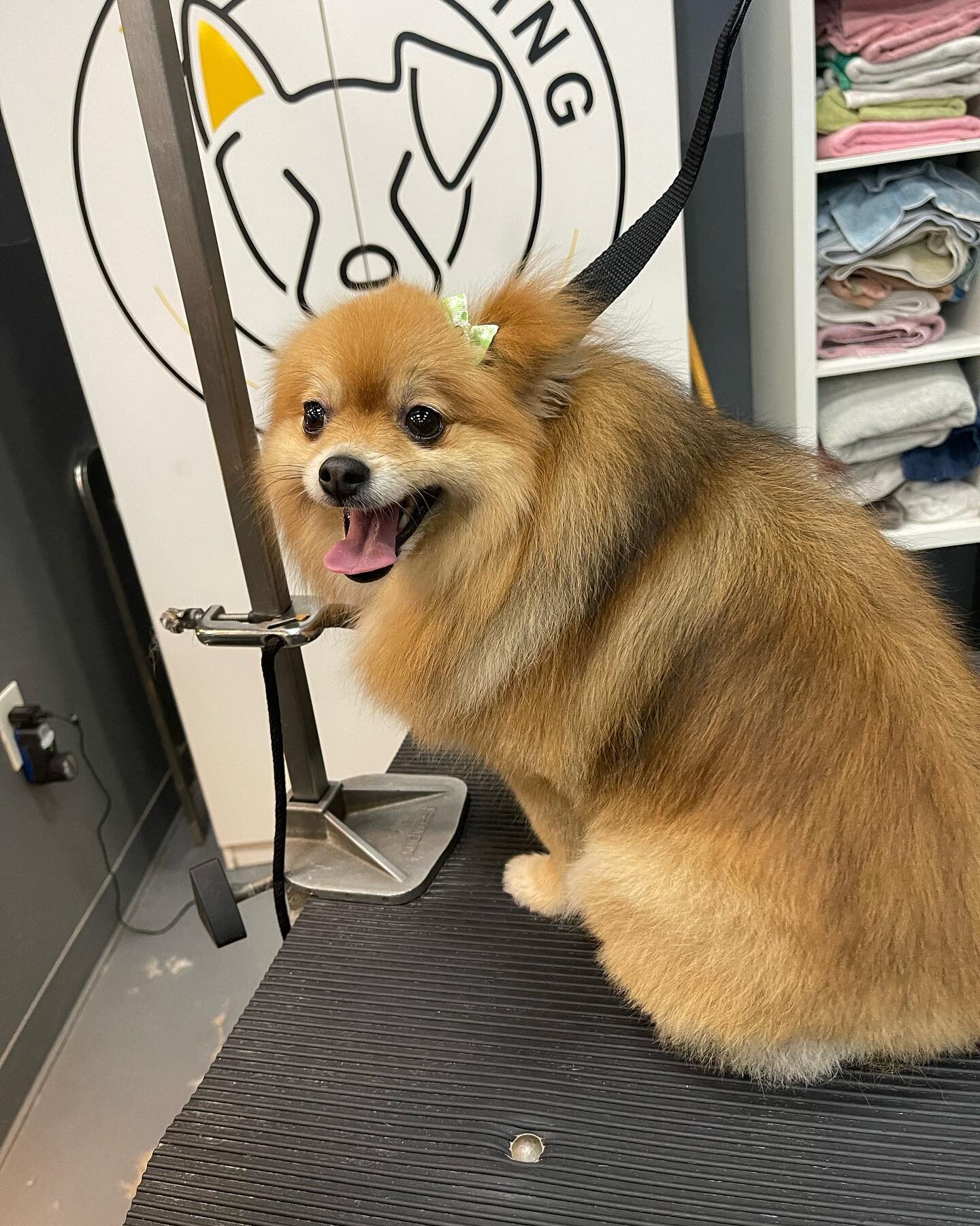 Look, it&rsquo;s a couple of freshly groomed Lepre-POMs 🍀🐶 We still have some grooming appointments available next week, give us a call at 703-931-5057 to snag one! 

#doggrooming #doggroomer #groomer #pomeranian #grooming #groomingsalon #dogspa #p