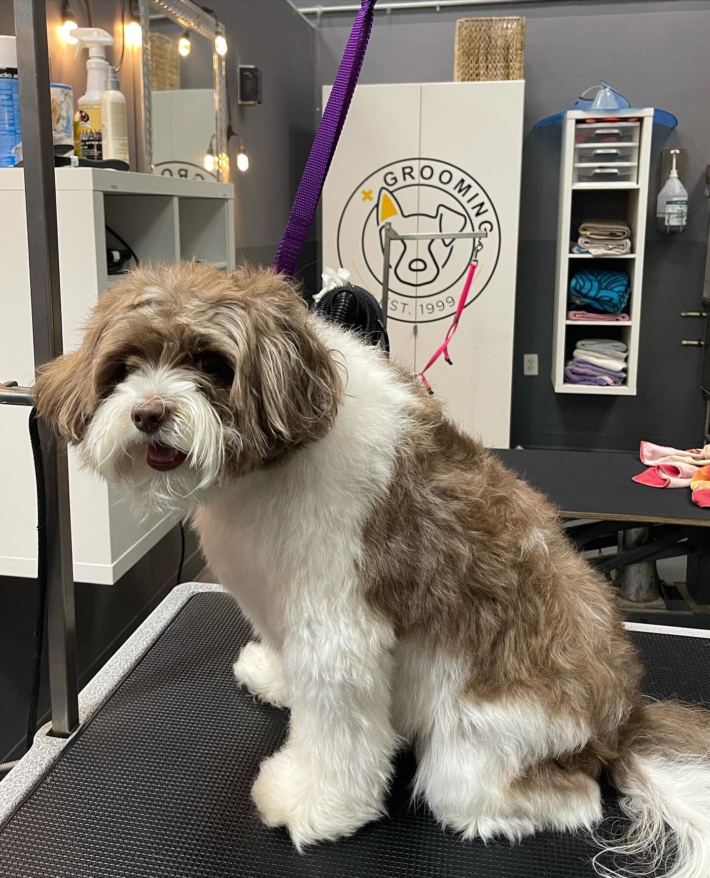 Time for a spring clean up? We have grooming appointments available next week! Give us a call at 703-931-5057 to book your appointment and get your pup feeling fresh as a daisy! 🌼

#doggrooming #doggroomer #grooming #groomingsalon #dogspa #spawday #