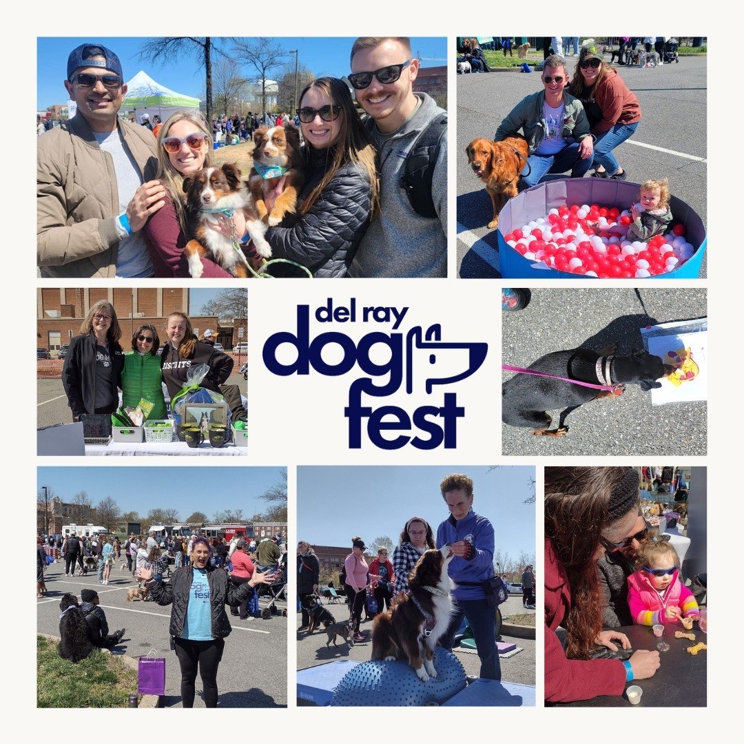 Bark + Boarding will be at @delray_dogfest this Sunday, April 14th! This fun, outdoor event will include dog-centered activities, live music, vendors, and food. Be sure to stop by our booth to grab some free doggie ice cream! Ticket link in bio.⠀
⠀
#