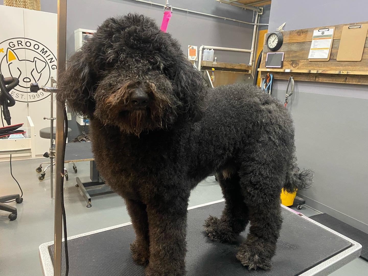 Before and after!! It&rsquo;s getting WARM out there- help keep your pup comfortable and book a grooming appointment today! We still have some haircut appointments available for next week 🐩✂️🛁

#doggrooming #doggroomer #warmweather #doghaircut #sum