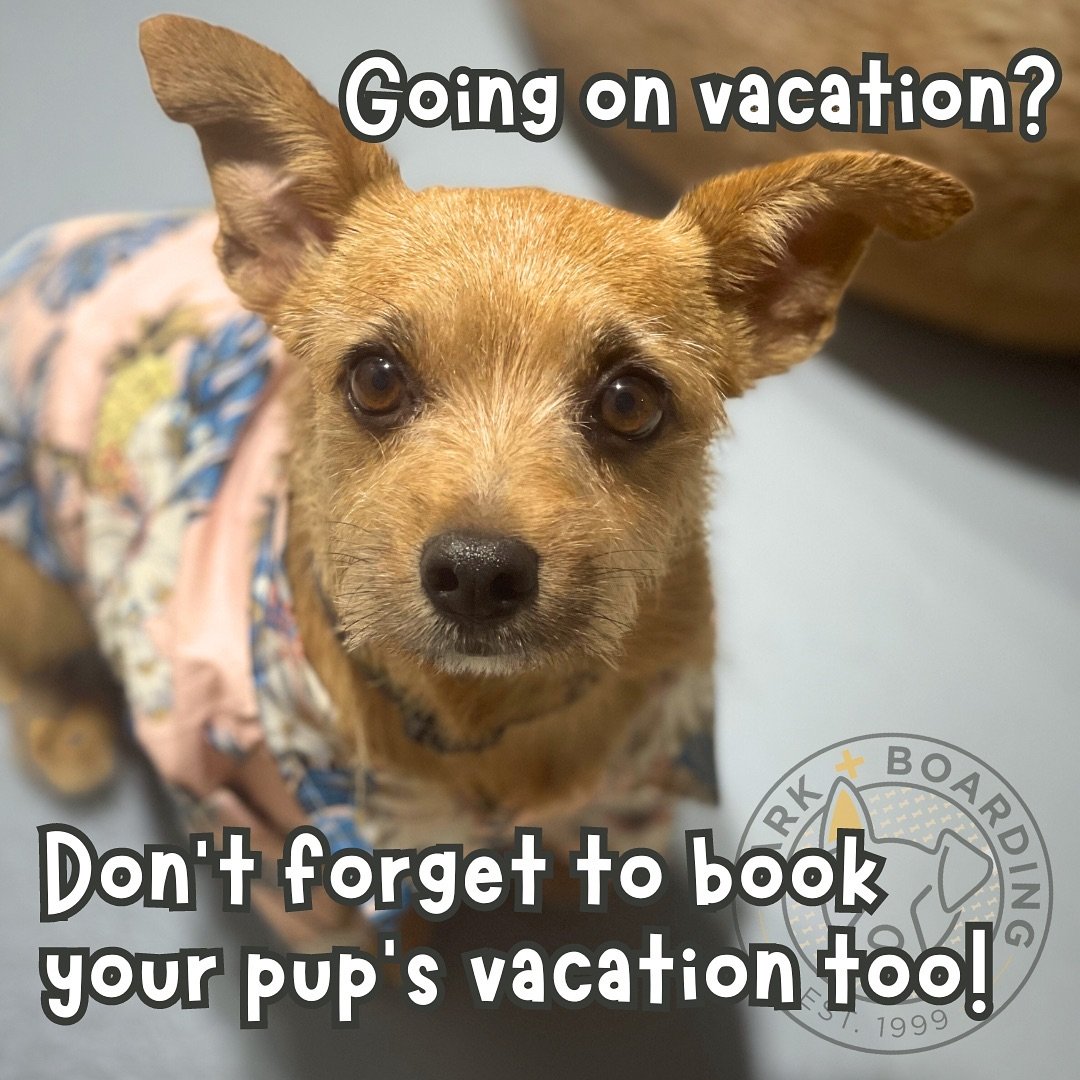 Seems like we are all living in dog years these days- time is FLYING by! We are fast approaching our busiest season, so if you&rsquo;ve got travel plans brewing make sure to book your dog&rsquo;s boarding reservation sooner than later! 🐶✈️🍹

#board