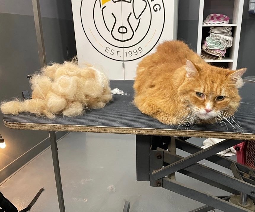 Did you know we groom cats, too? 🐈Our cat groomer is in on Tuesdays, give us a call at 703-931-5057 to book your appointment! 
#catgrooming #grooming #catgroom #doggroom #doggrooming #groomer #groomingsalon #novacats #novadogs #shedding #cathair