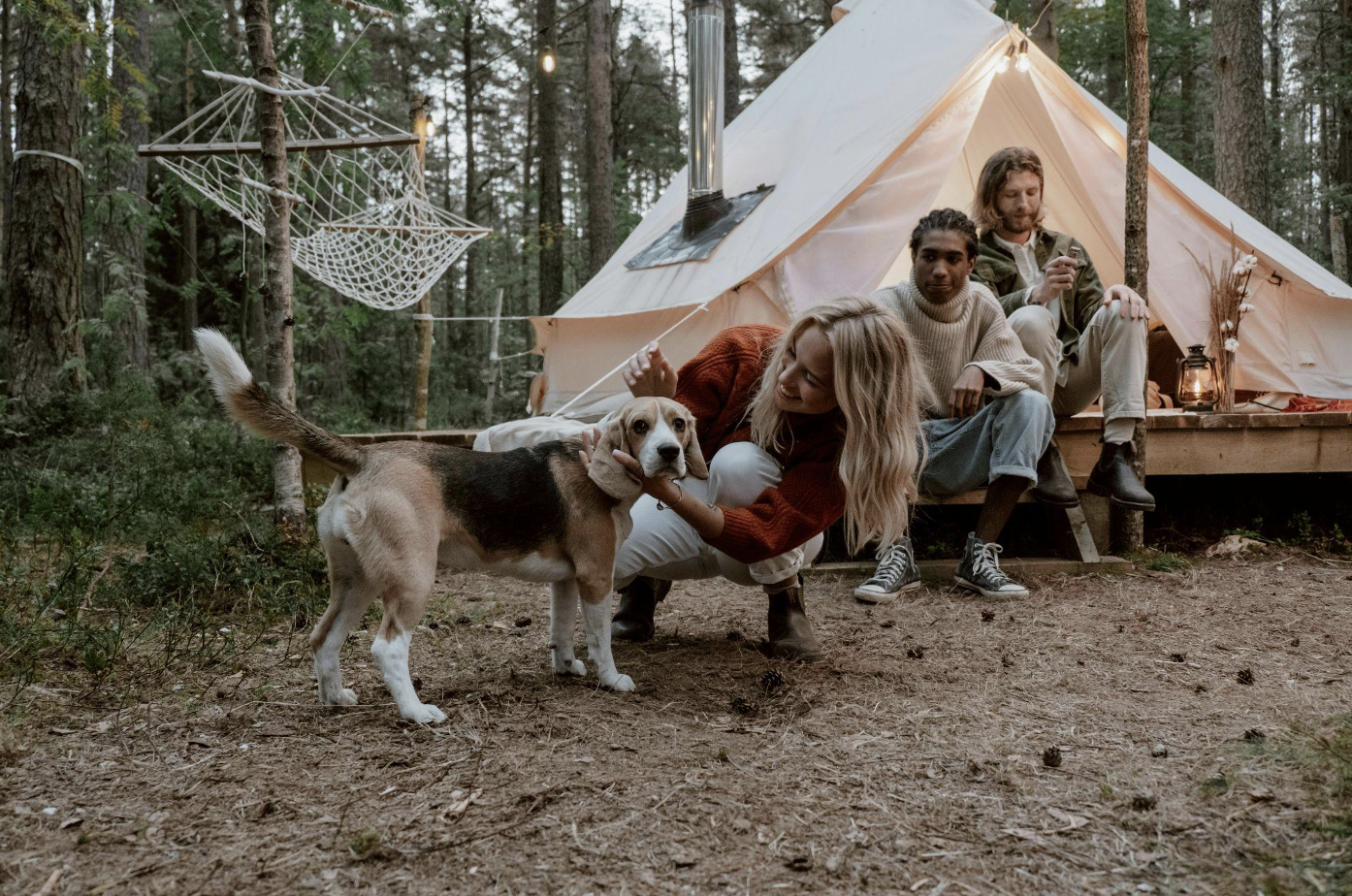 Camp Safely with Your Dog Using These Essential Trip Tips