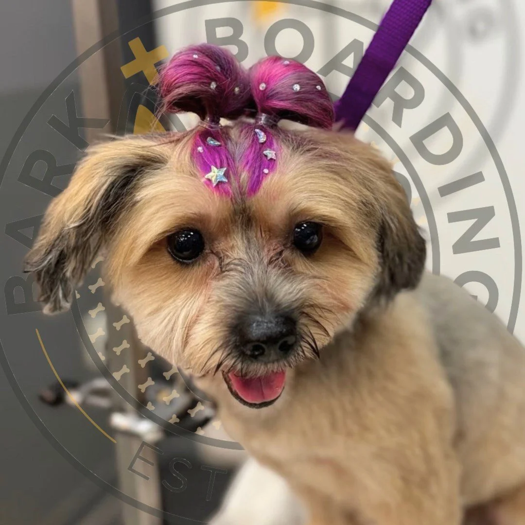 We think Lola's space buns are out of this world! ☄️ Want to add some pet-safe color to your dog's next groom? Ask for Tatianna when you book your appointment!⠀
⠀
#doggrooming #doggroom #doggroomer #groomer #doghairdye #hairdye #spacebuns #creativegr