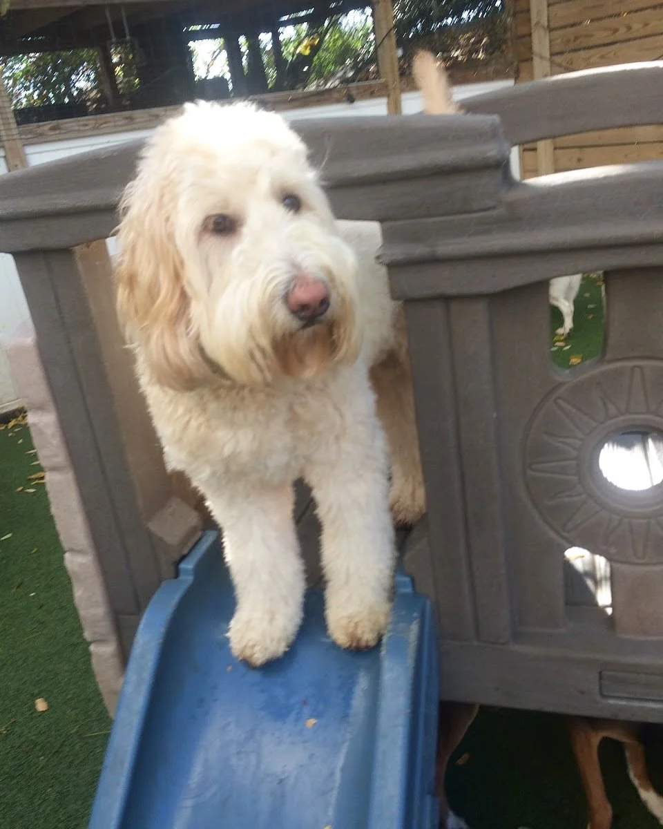 Take a peek at some of our daycare photos of the week! Did you know we post daily photos from daycare on our website?

#doggydaycare #dogdaycare #doggiedaycare #dogdays #dogday #dogcare #dogpicoftheday #dogdaycarelife #daycarelife #doggiedaycamp #day