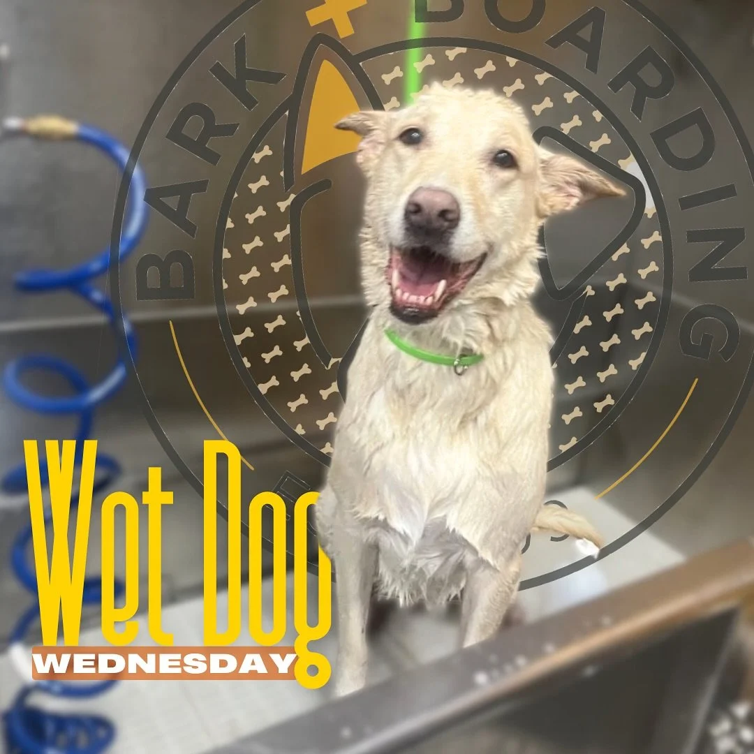 Happy #WetDogWednesday 🐶🛁 We still have a few grooming appointments available for next week! Make sure to give us a call so that your pup is fresh for your Thanksgiving guests 🦃

#doggrooming #doggroomer #thanksgiving #sofreshsoclean #grooming #mu