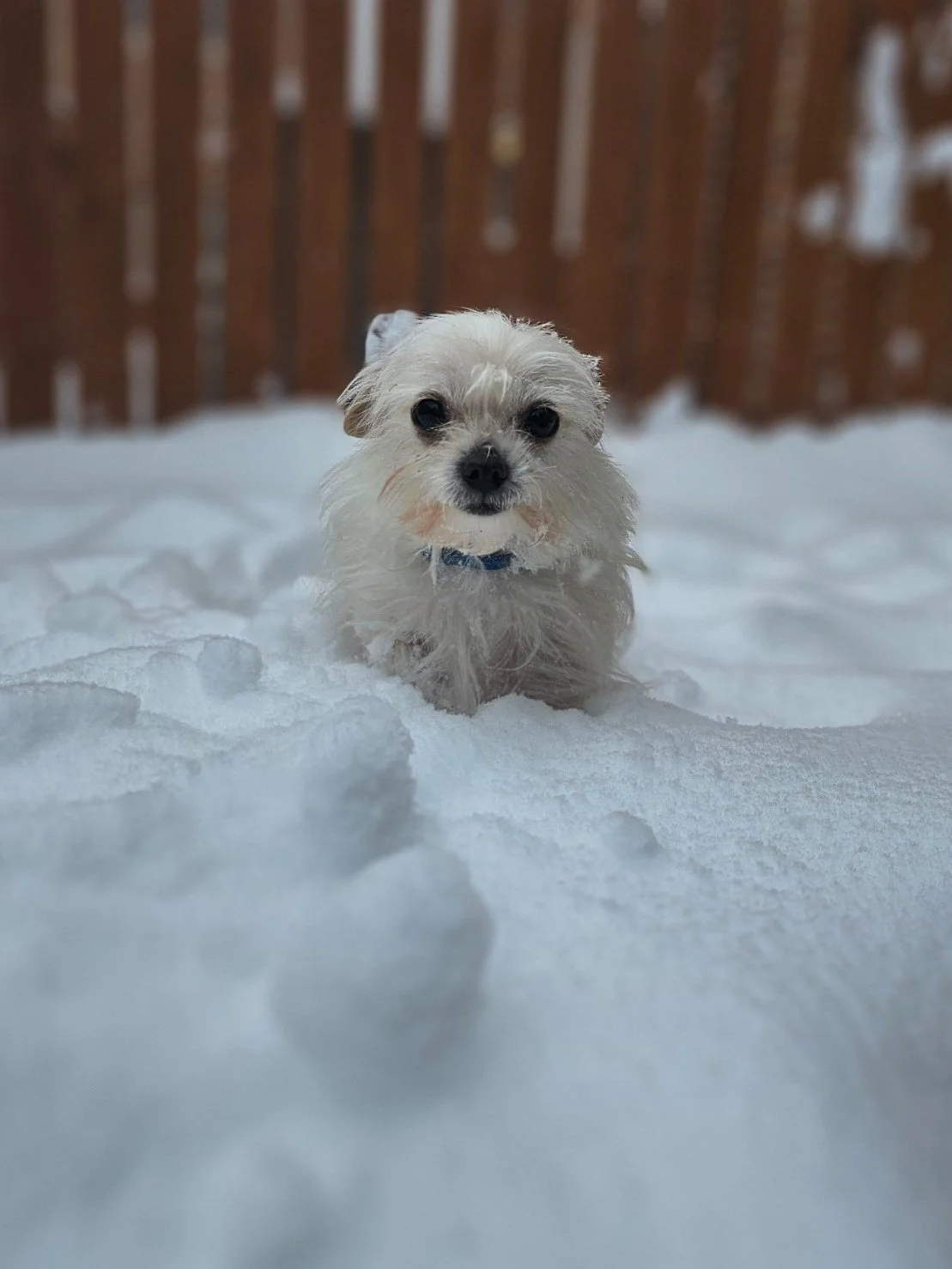 Cold Weather Safety for Dogs: Tips to Keep Your Pup Comfortable This Winter