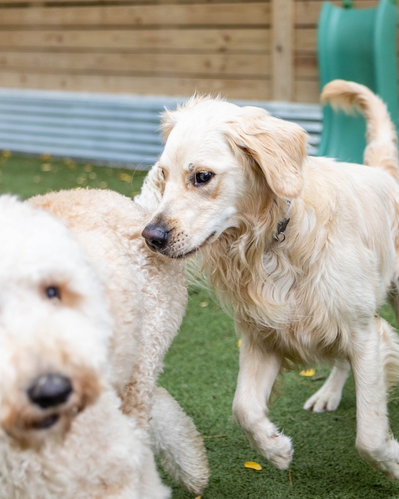 Is Doggie Daycare Good for Dogs? Get the Scoop!