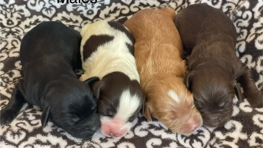 Unleash Your Potential: 8 Encouraging Pep Talks (in honor of 8 adorable puppies)