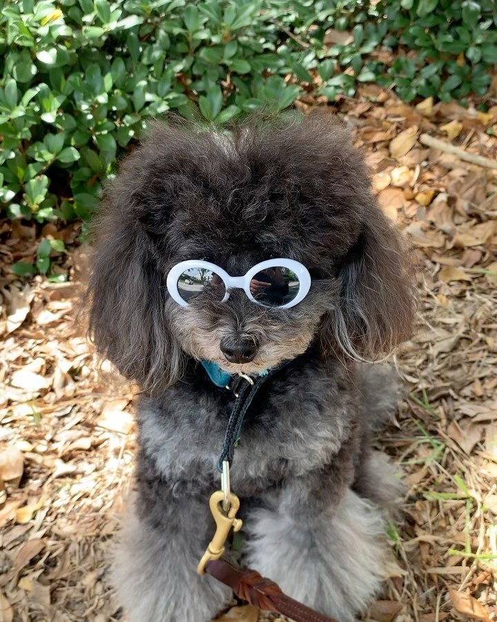My muse 🕶. Henry&rsquo;s mom gave Miles sunglasses and sometimes it really is all about the accessories. My punky rockstar ⭐️

#toypoodle #poodlesofinstagram #phantompoodle #phantom #dogswearingsunglasses