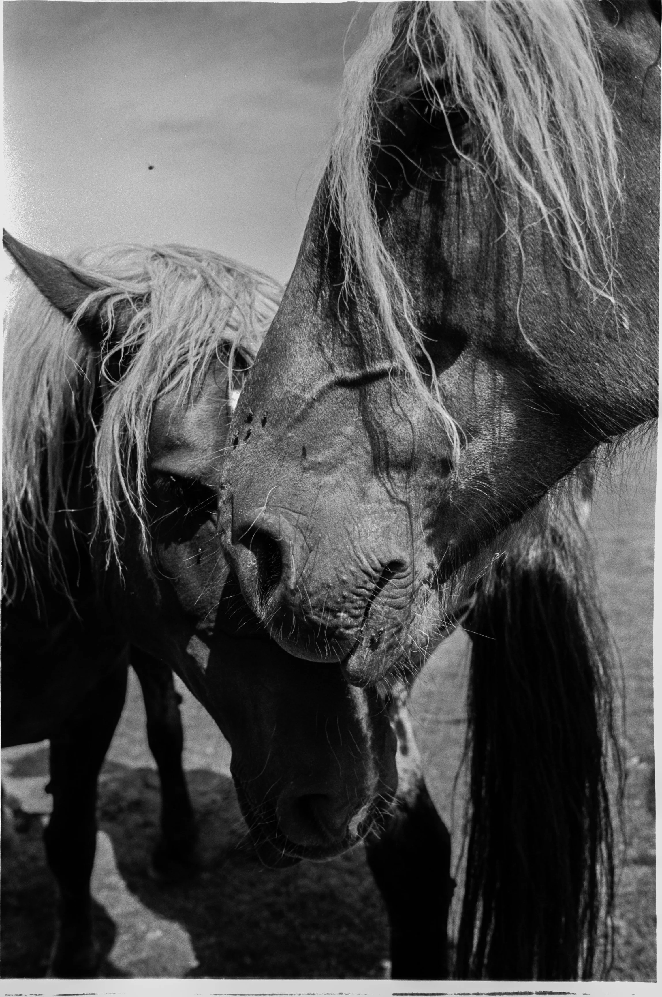 FP4 Horse 1.jpg