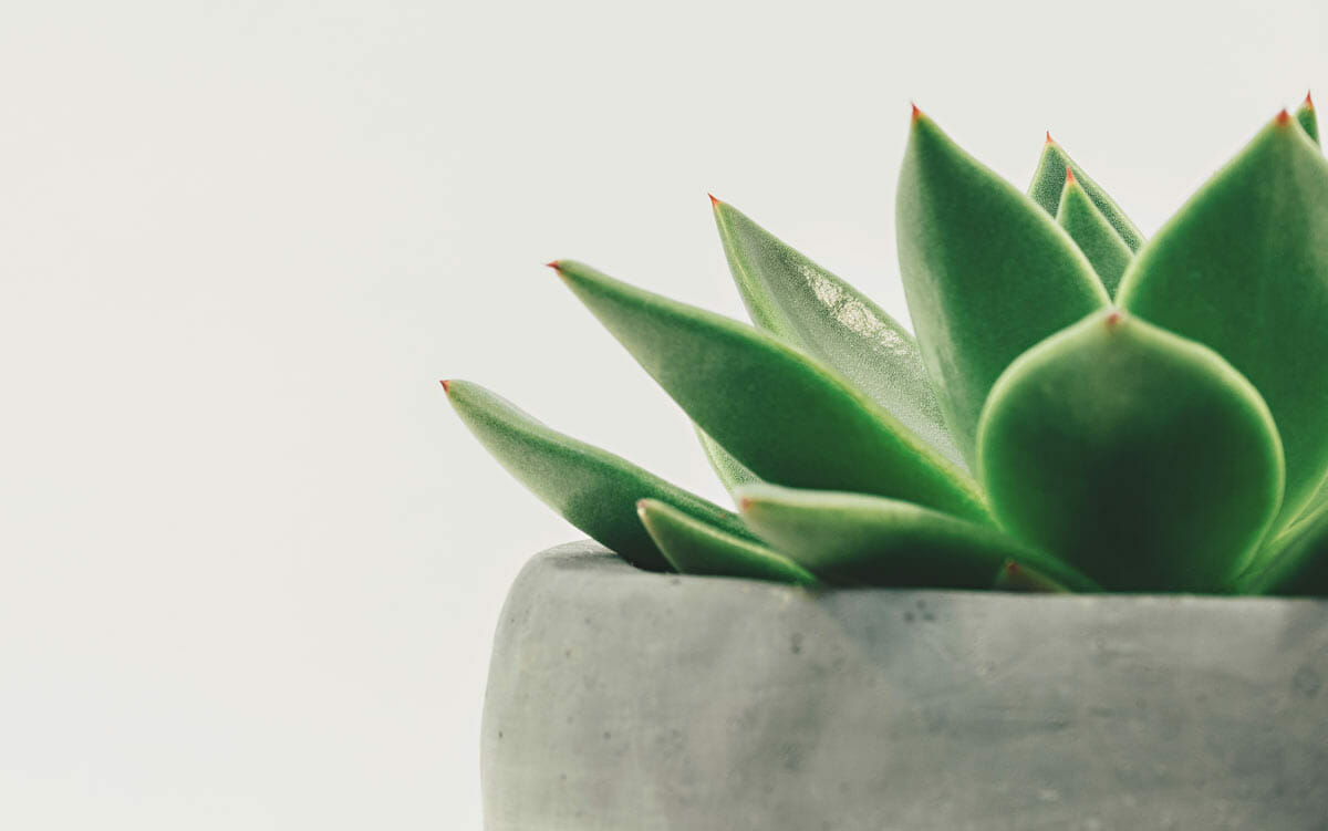 Office-Plant-1.jpg
