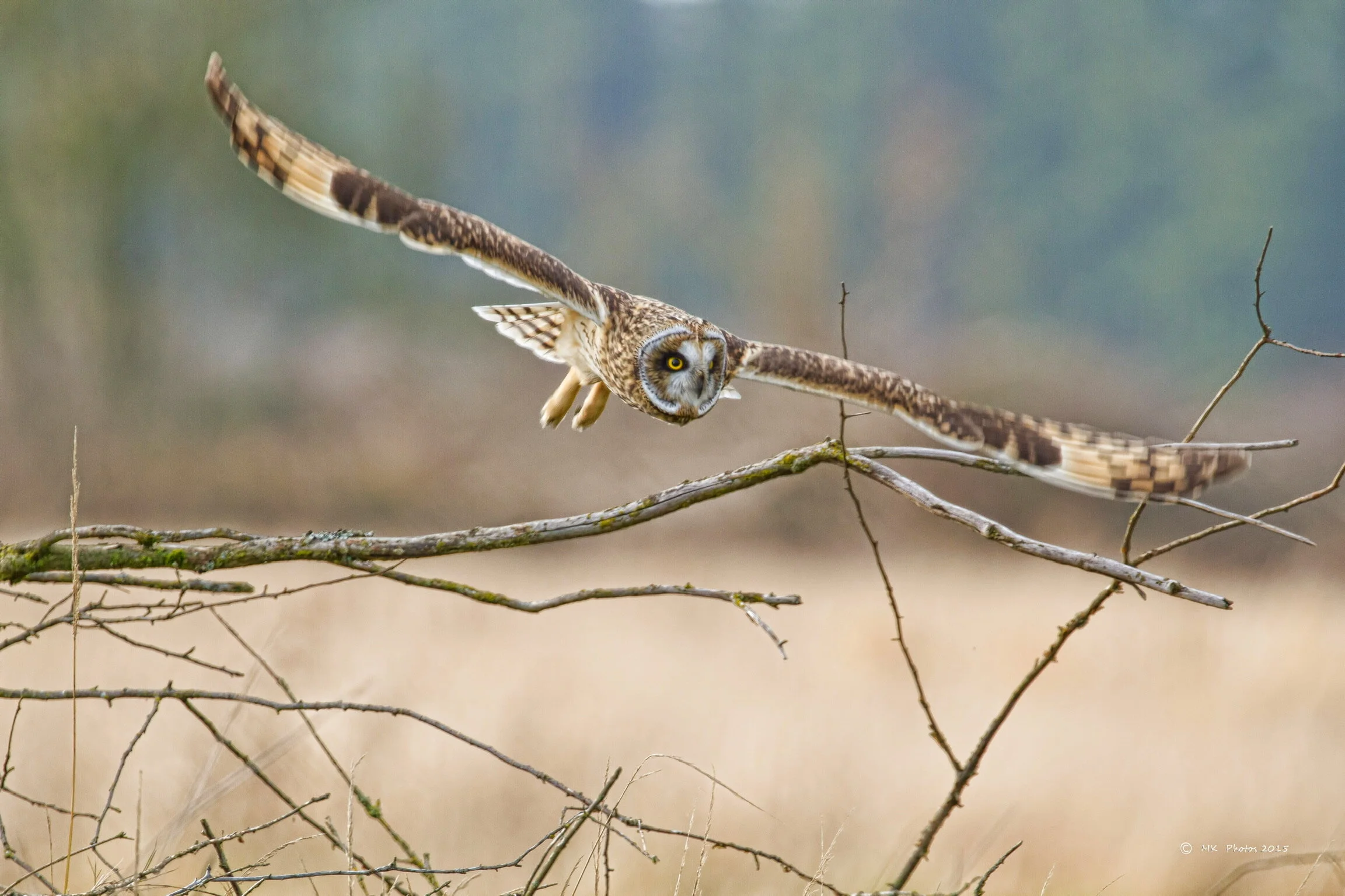 Short-eared Owl - #1-02