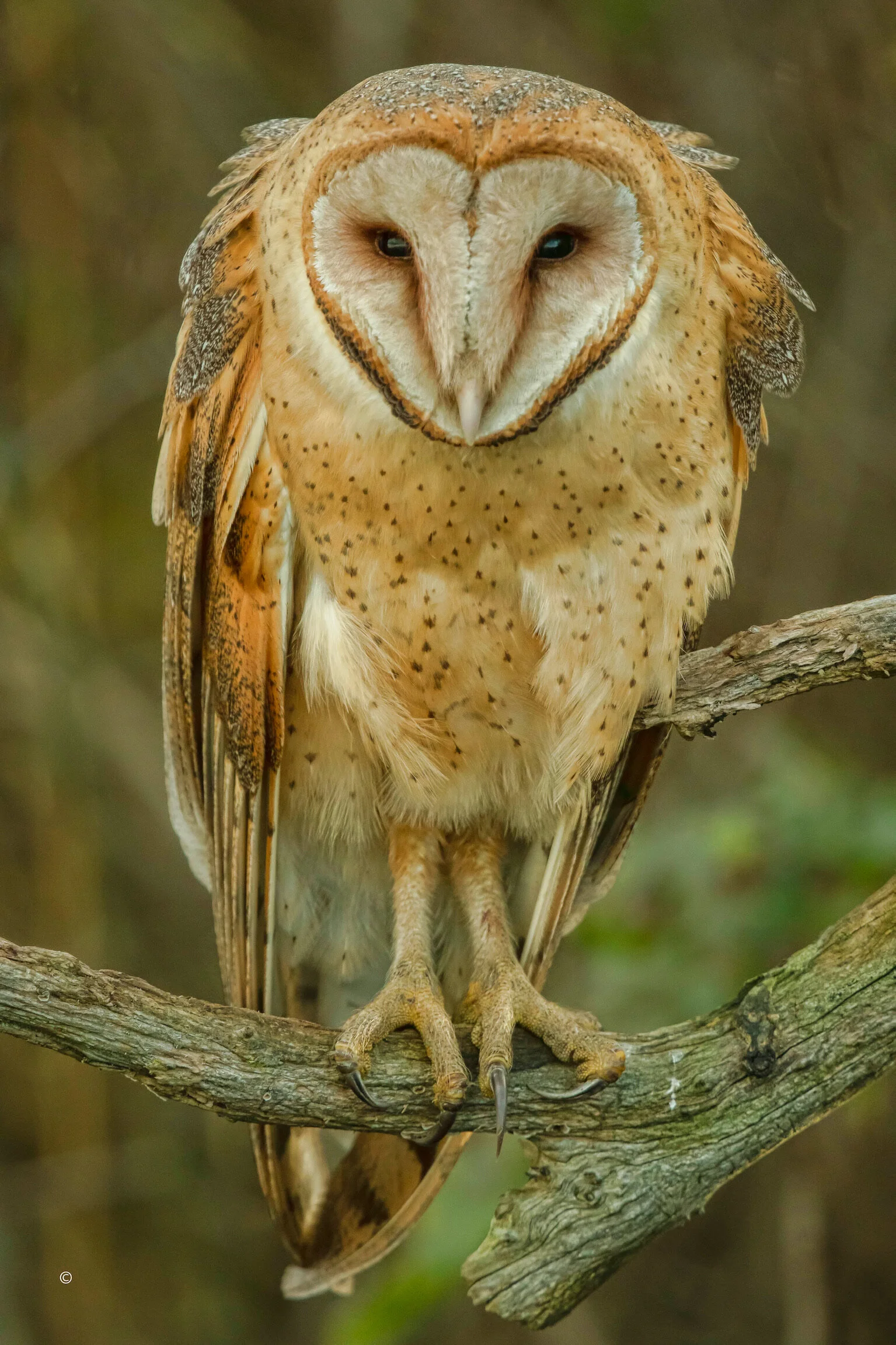 Barn Owl - #1-01