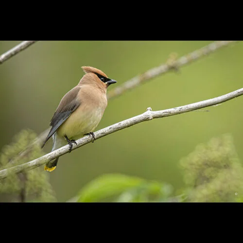 cedar-waxwing.jpg