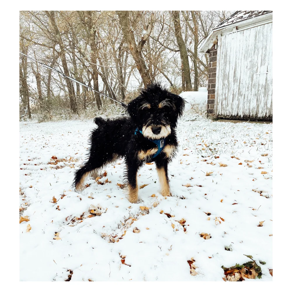 WOP Poodle Cross — Heritage Puppies