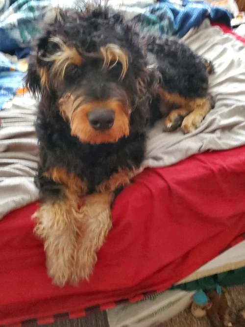 WOP Poodle Cross — Heritage Puppies