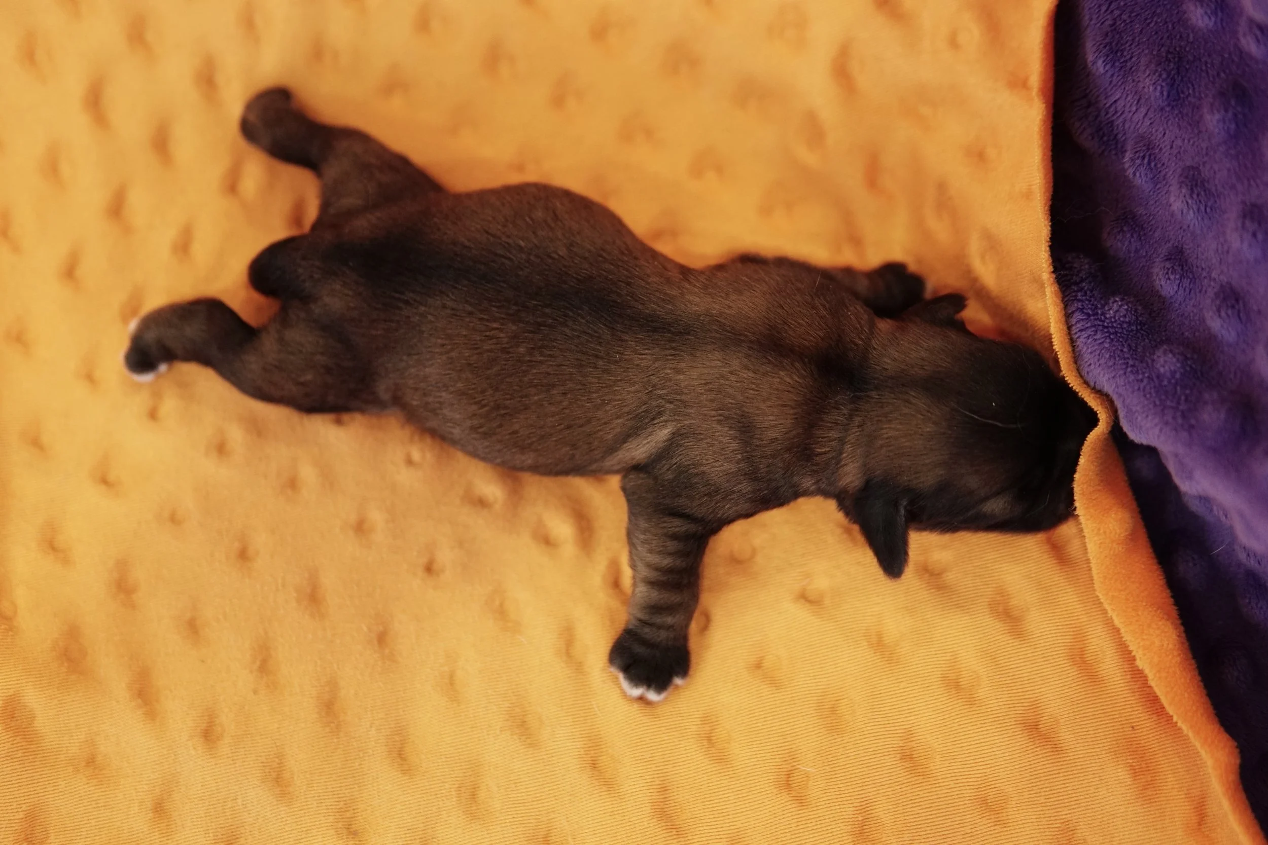 Cockapoo — Heritage Puppies