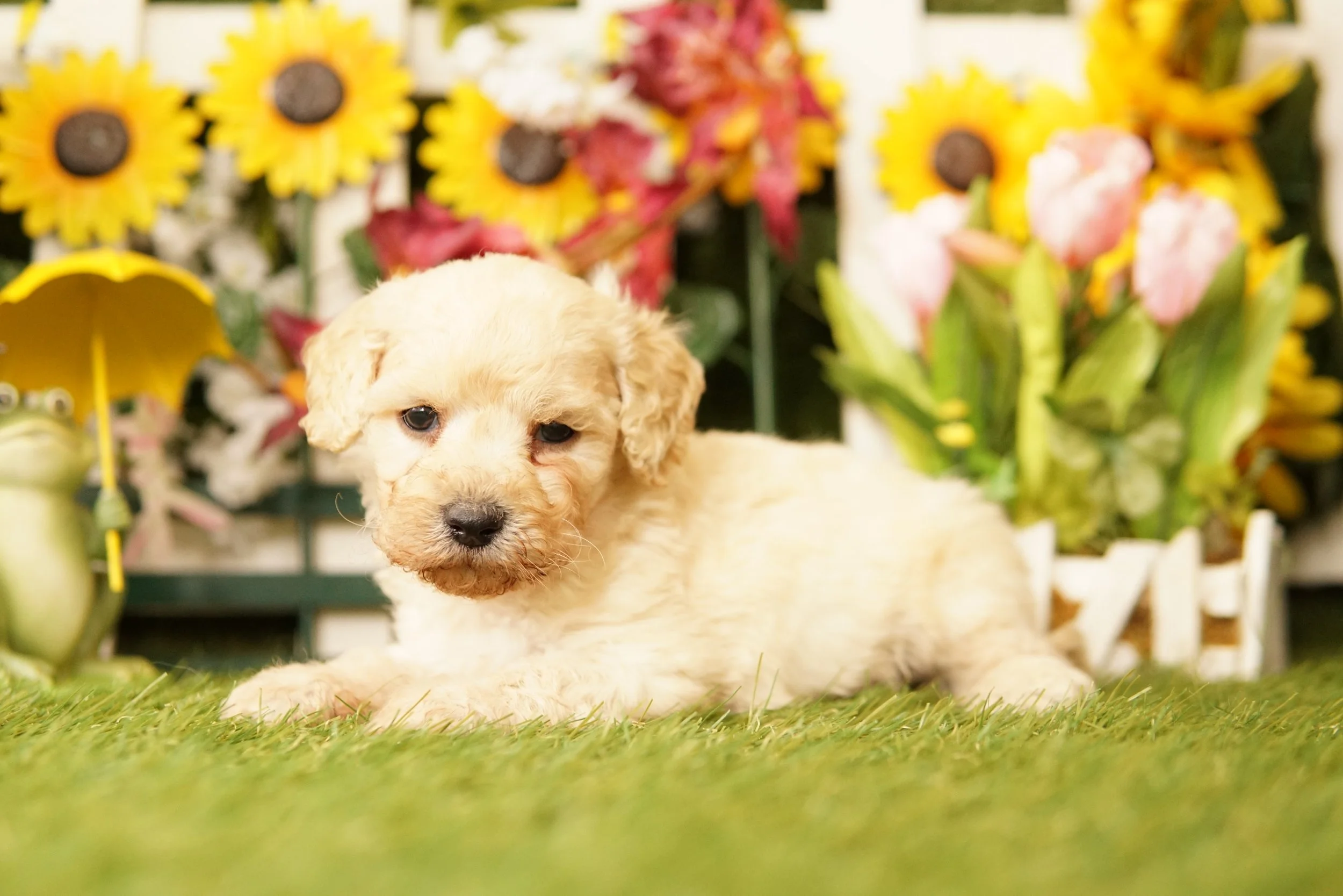 Puppy 7 Heritage Puppies