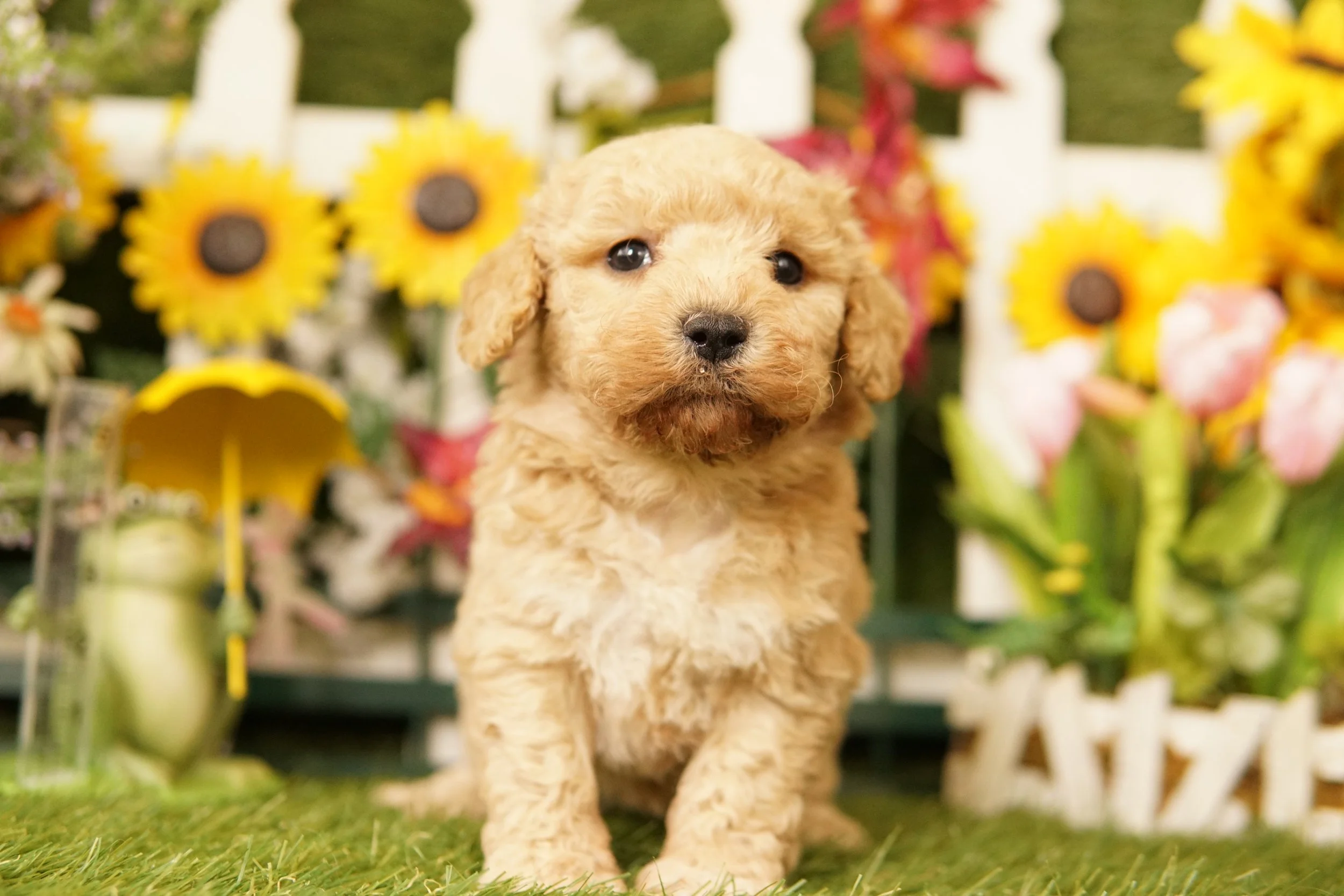 Puppy 7 Heritage Puppies