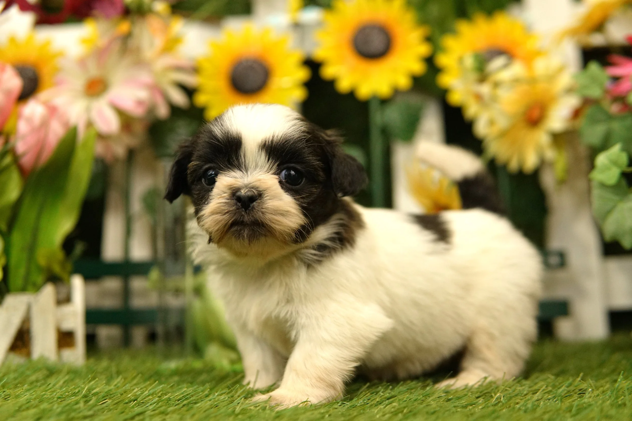 schnoodle — Heritage Puppies