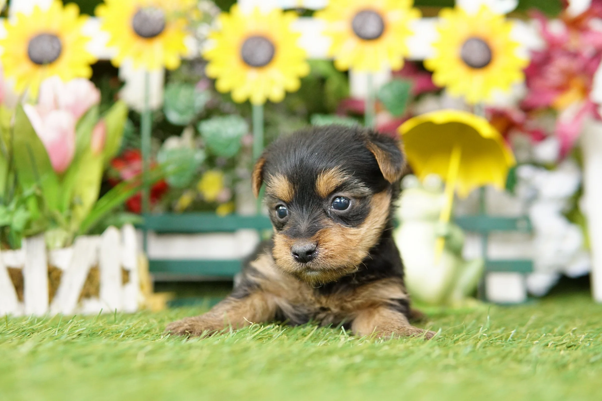 puppy 8 — Heritage Puppies
