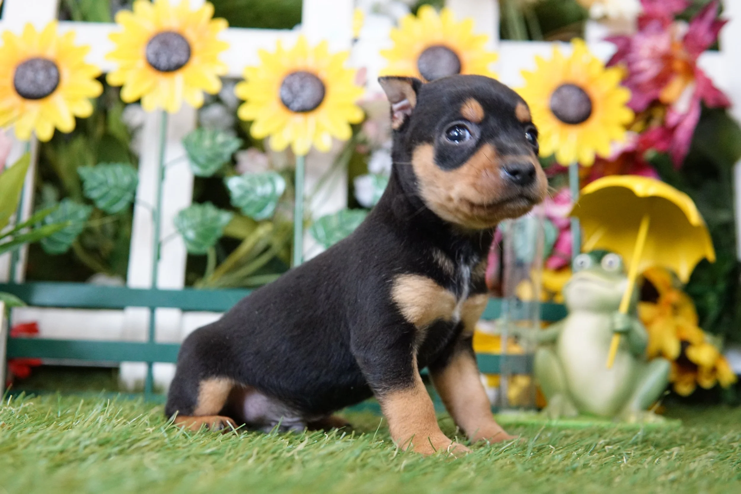 Puppy 9 heritage puppies