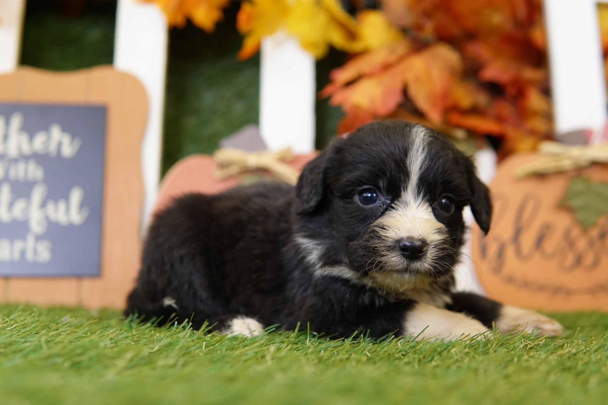 schnoodle Heritage Puppies