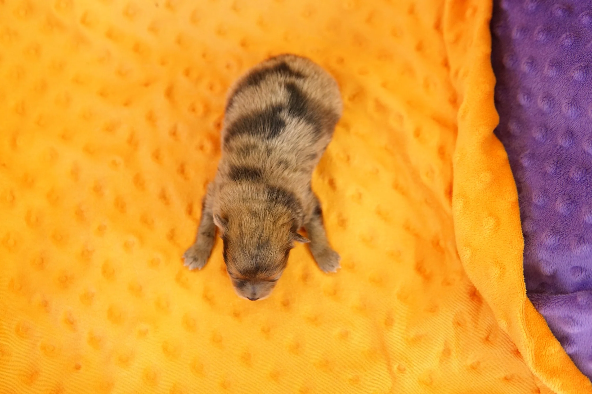 Puppy 6 Heritage Puppies