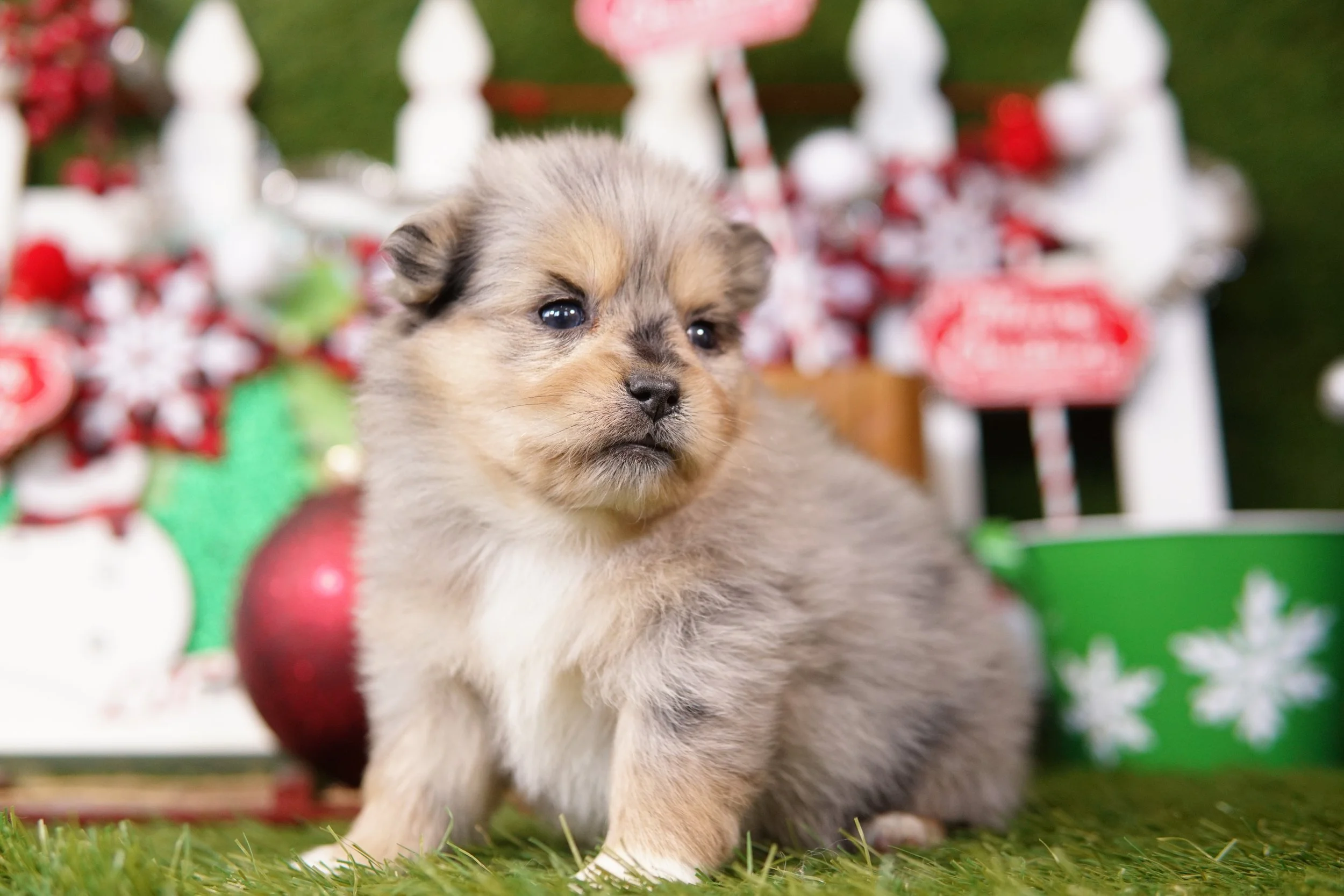 New Page — Heritage Puppies, image size:2500x1667