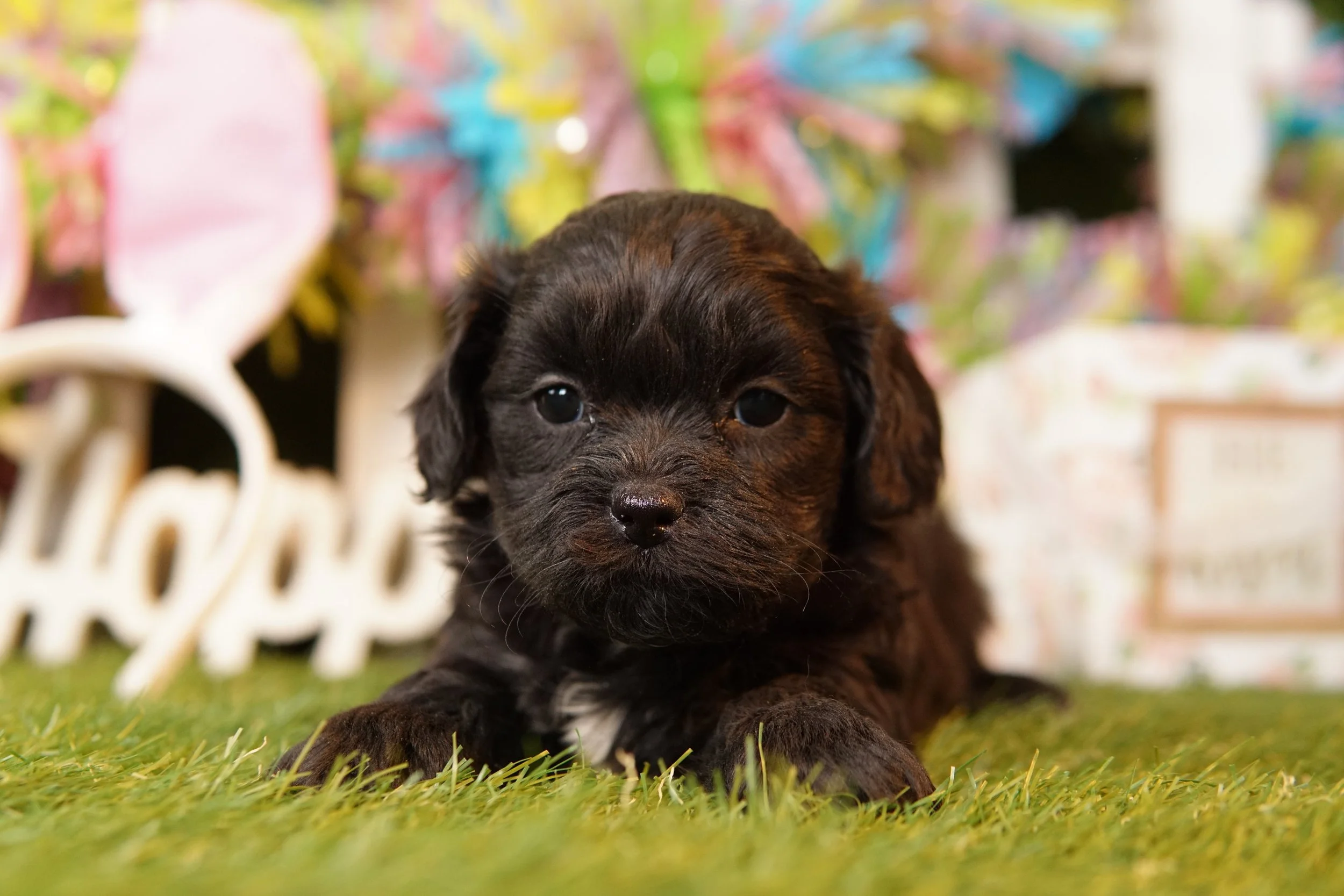 DSC02983.JPG